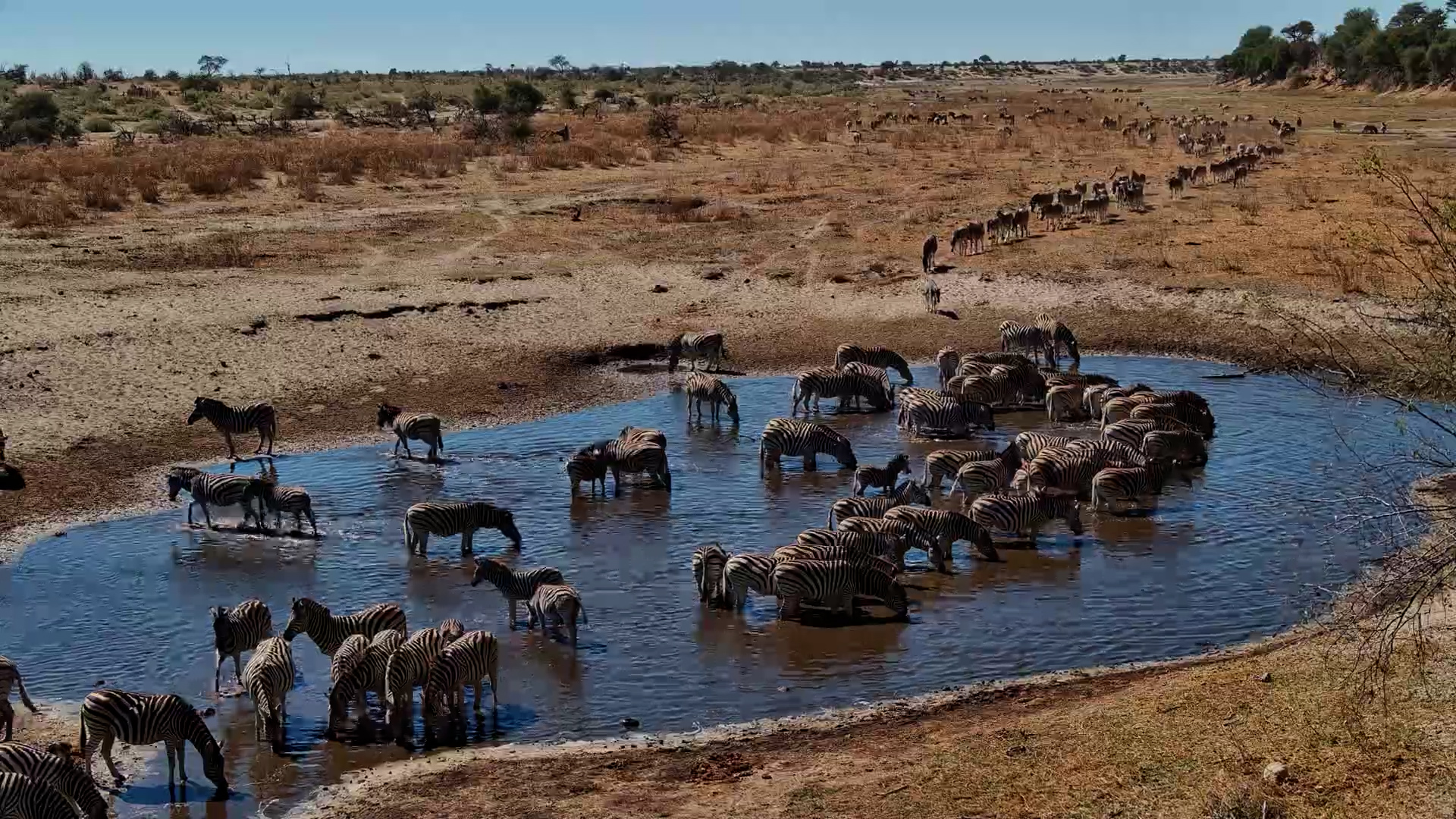 Zebras Everywhere at Moela Waterhole
