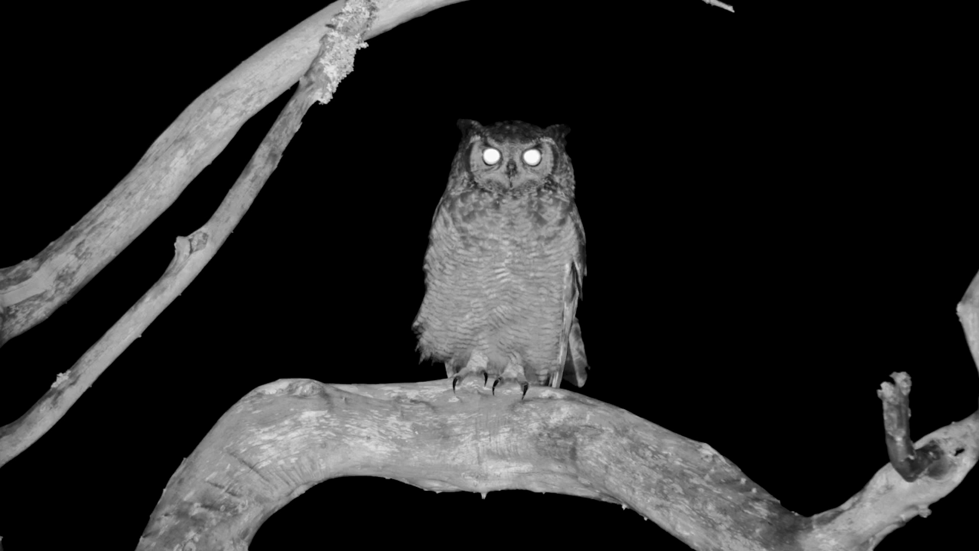 Spotted Eagle Perches by Founders Waterhole