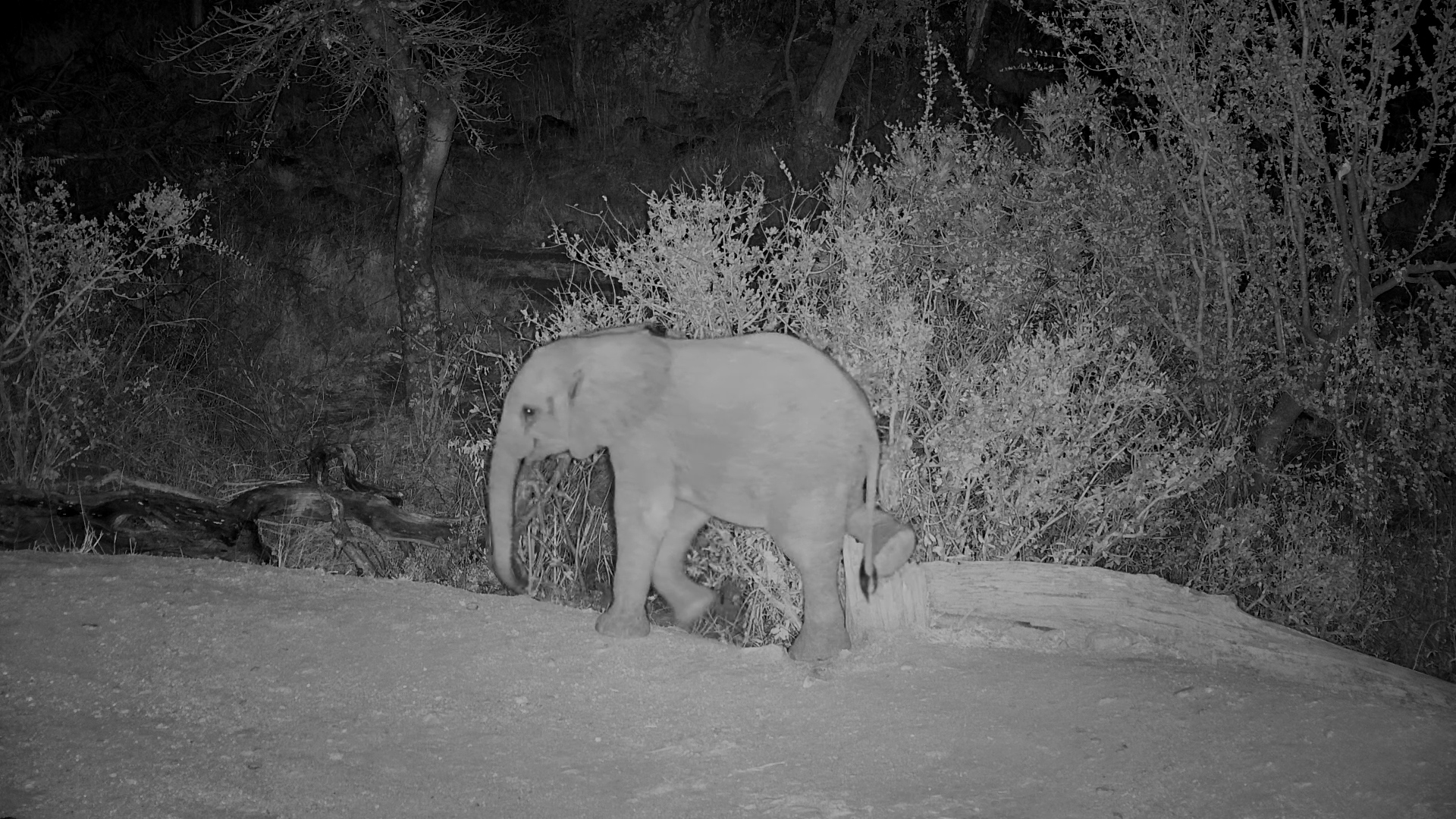 Baby Elephant Finds the Perfect Scratch Spot