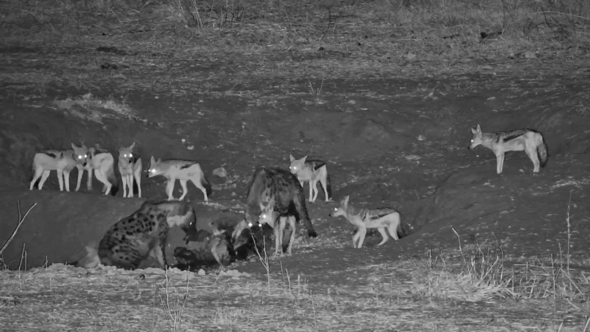 Jackals Mating at Wildebeest Kill Amid Hyenas