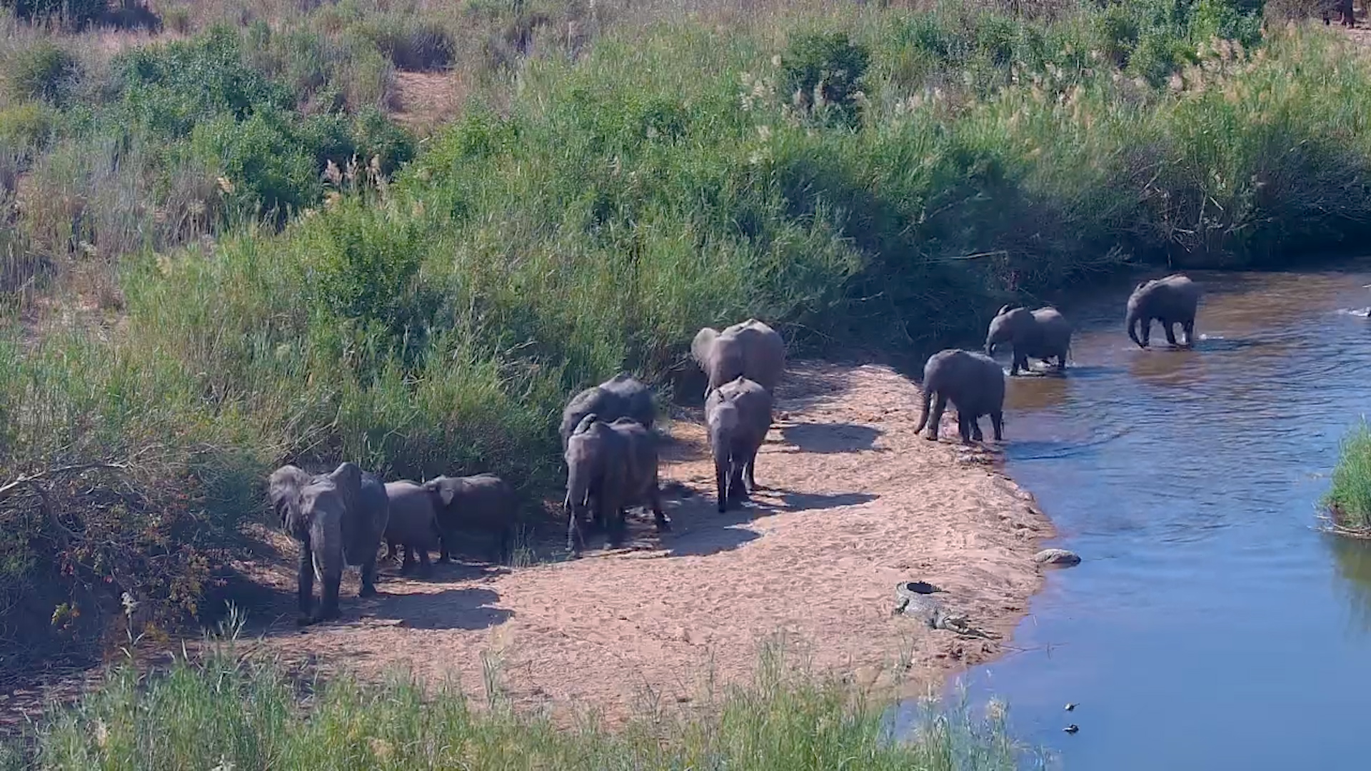 Huge Herd Feeds by the River Under Kruger Shalati Bridge