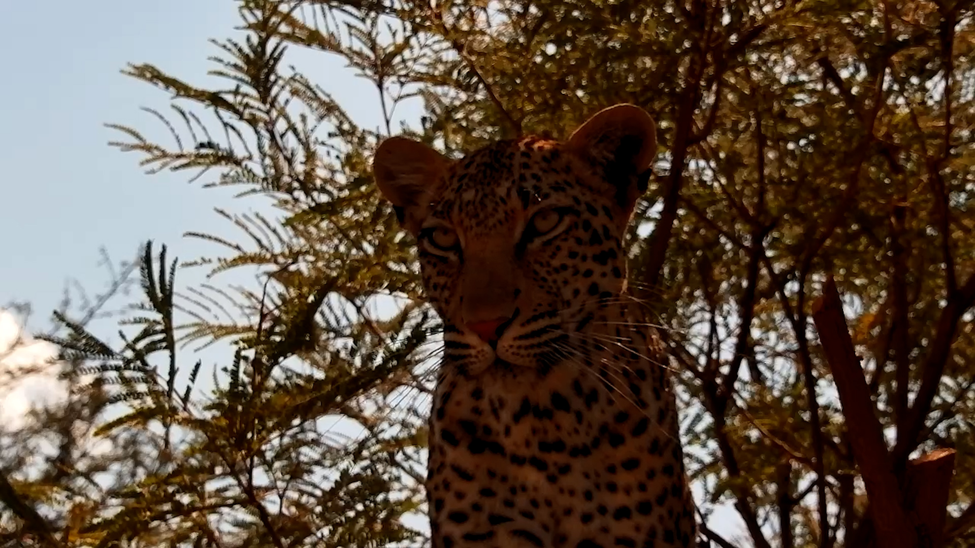 Leopard Surprise! Resting Under Jabulani Cam Before Tree Climb