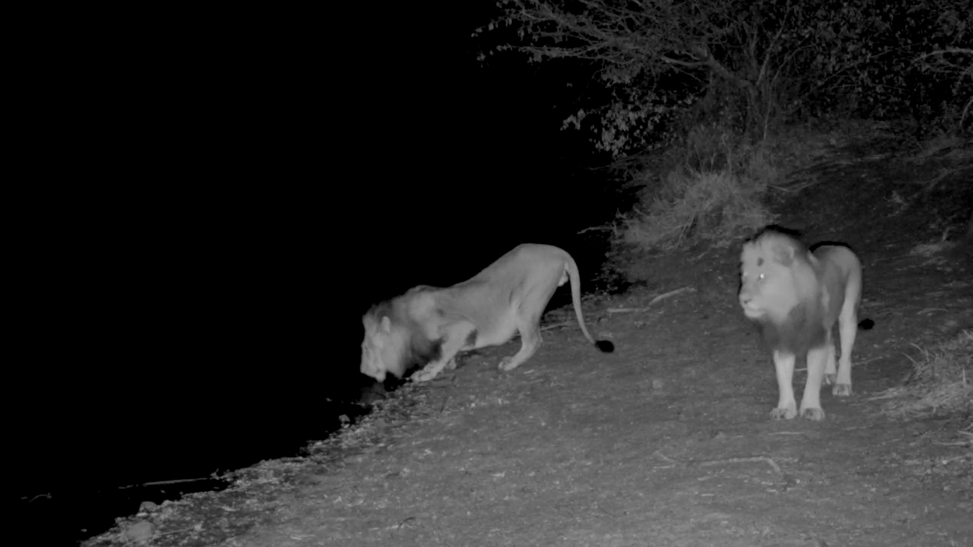 Two Male Lions Visit Jabulani Under the Stars