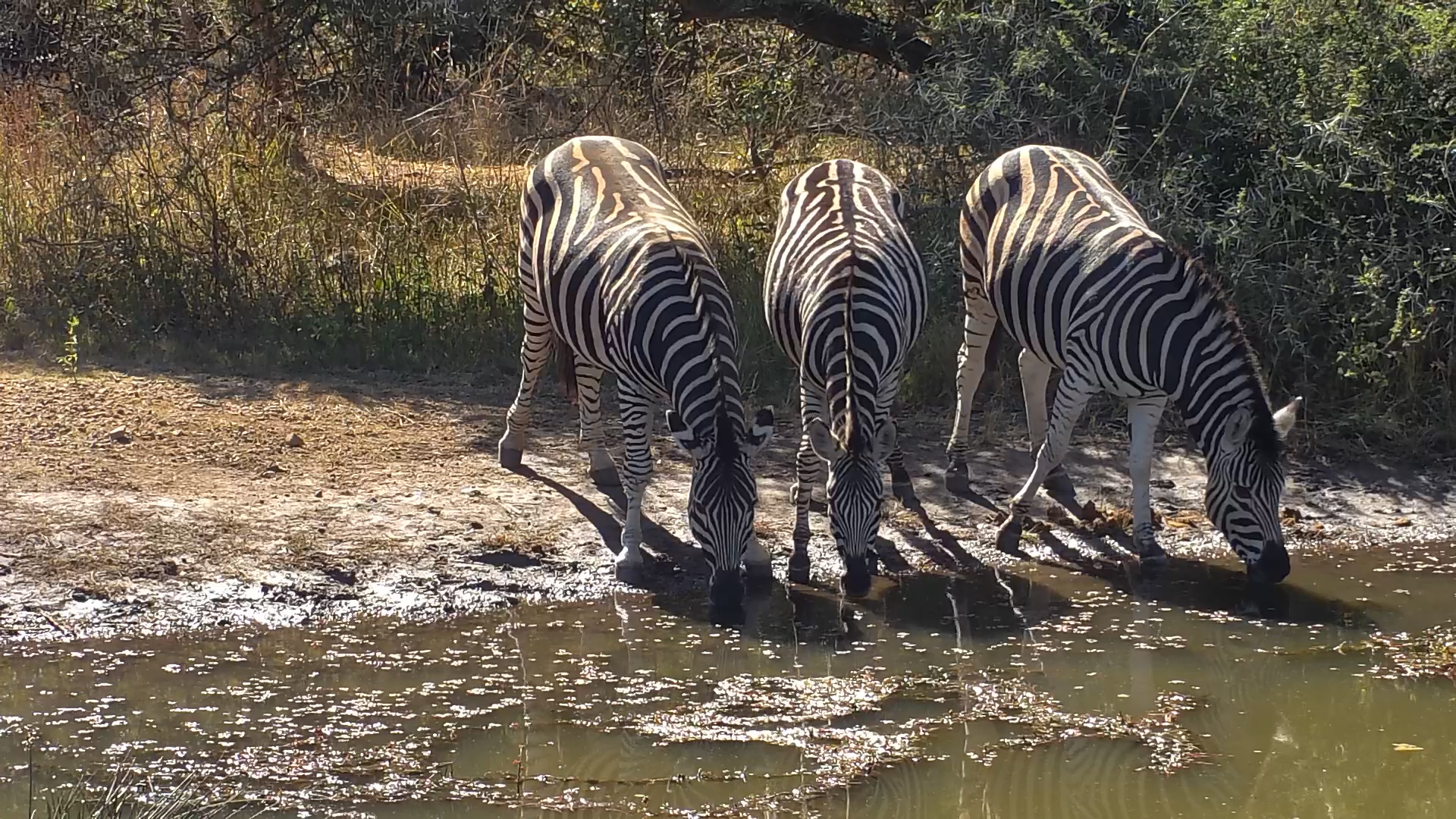 Three Zebras Share a Quiet Drink at Kwa Maritane Waterhole