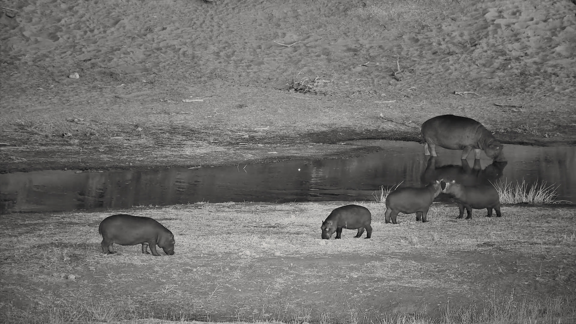 Hippo Calf Shenanigans After Dark