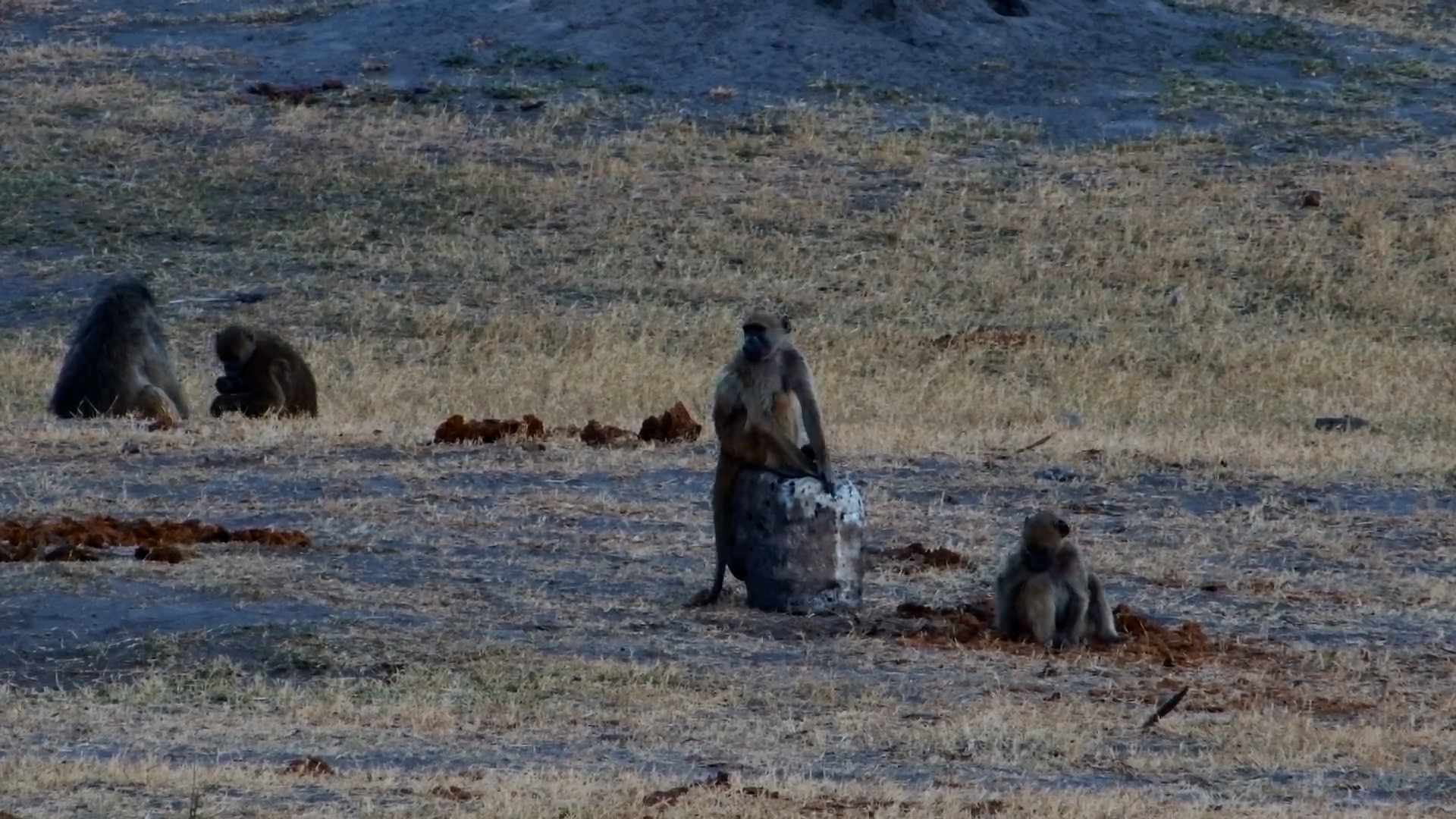 One-Handed Baboon Thrives with Troop at Hwange