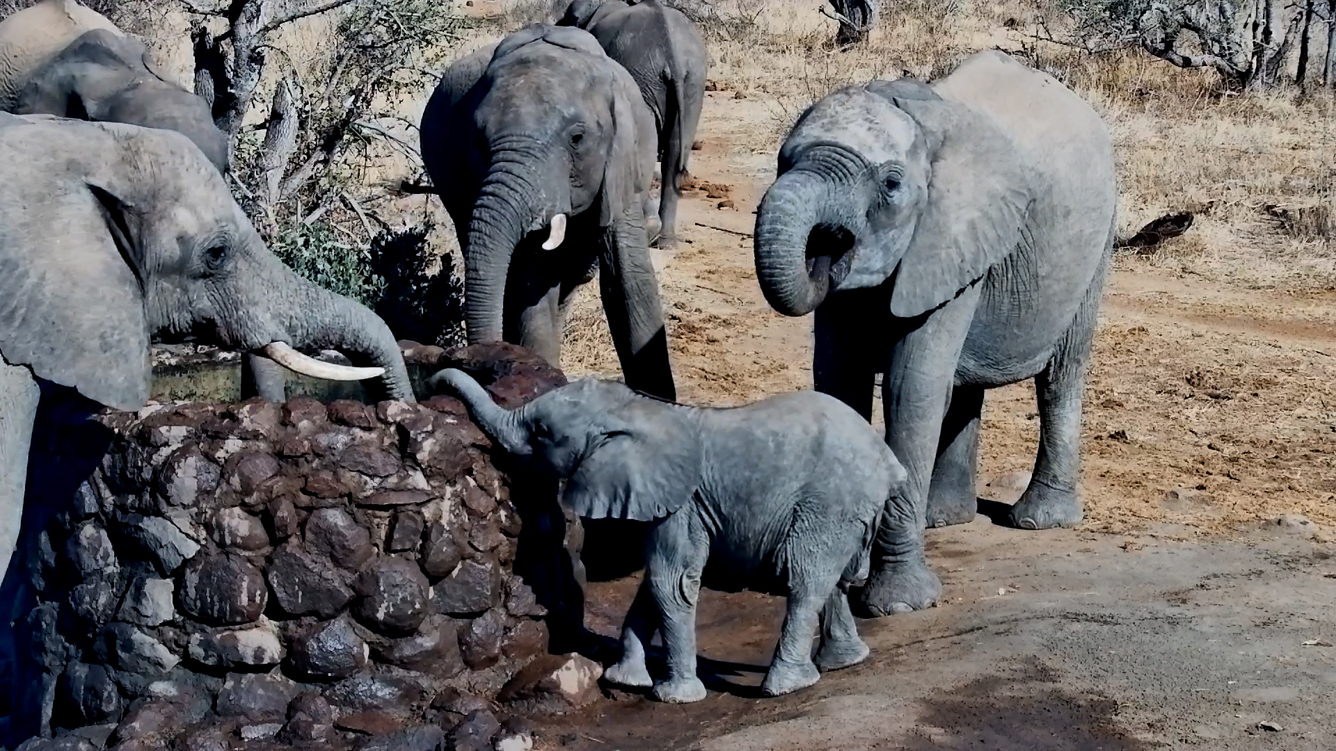 Little Elephant’s Adorable Struggle to Drink from the Well