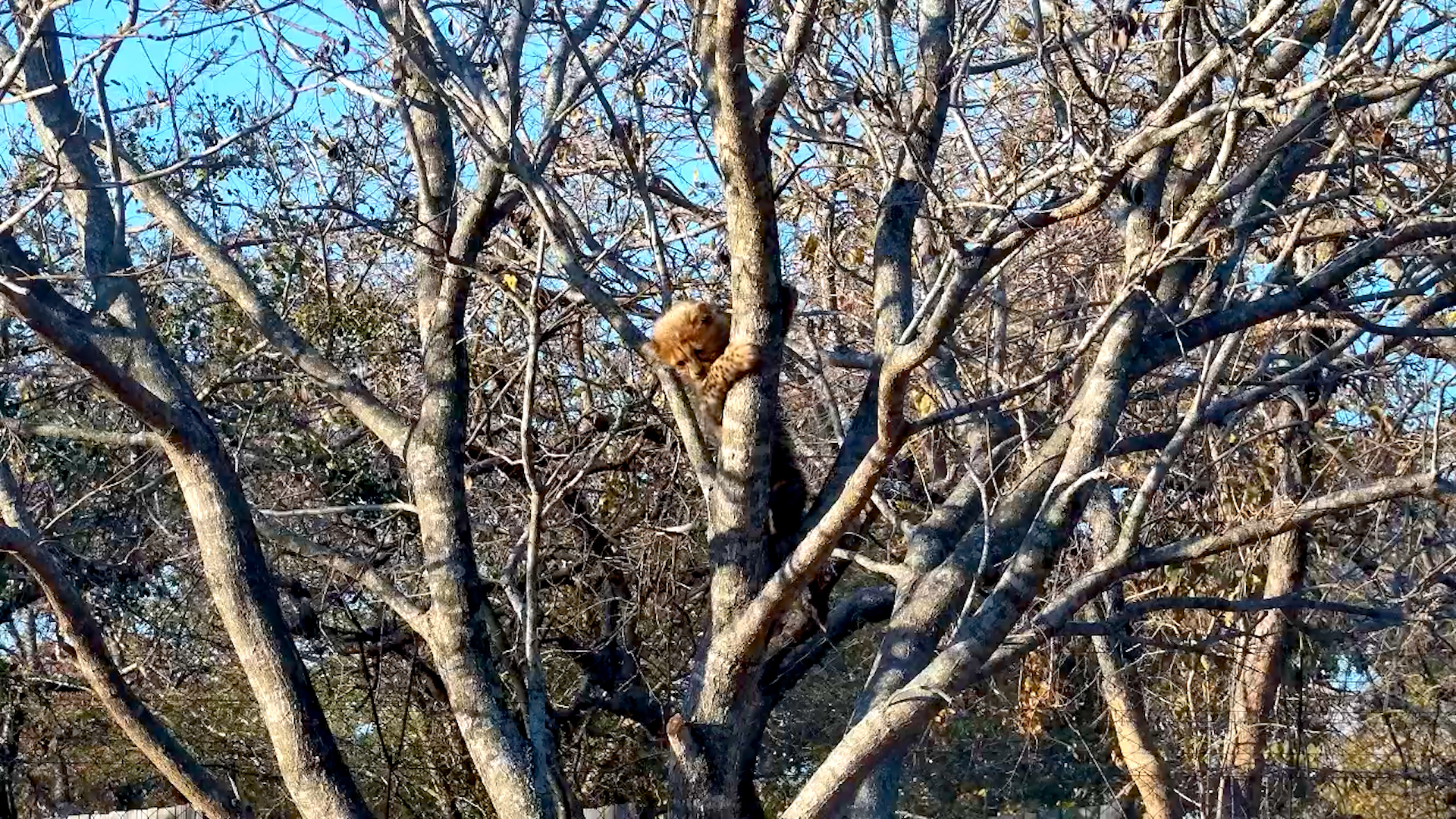 Leopard Dreams: Little Cheetah Cub Climbs a Tree