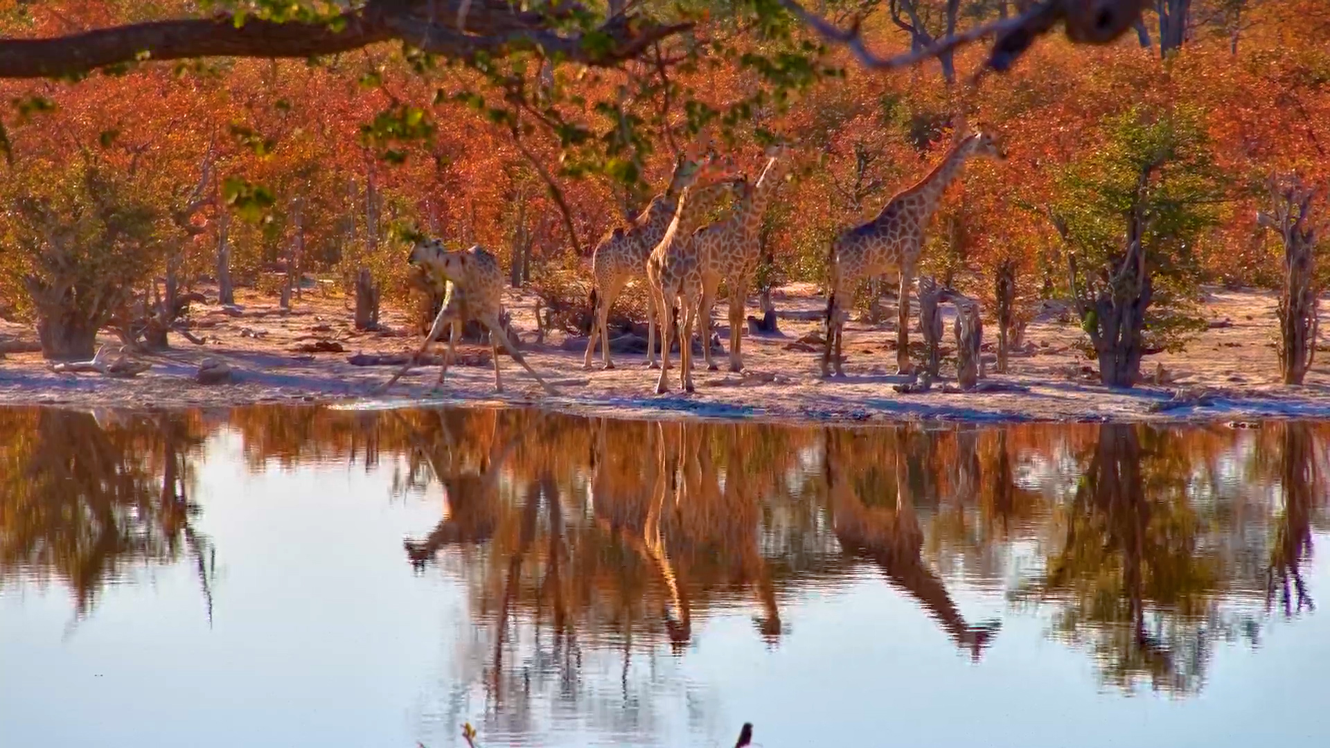 Tower at the Pan: Giraffe Herd Visits Elephant Waterhole