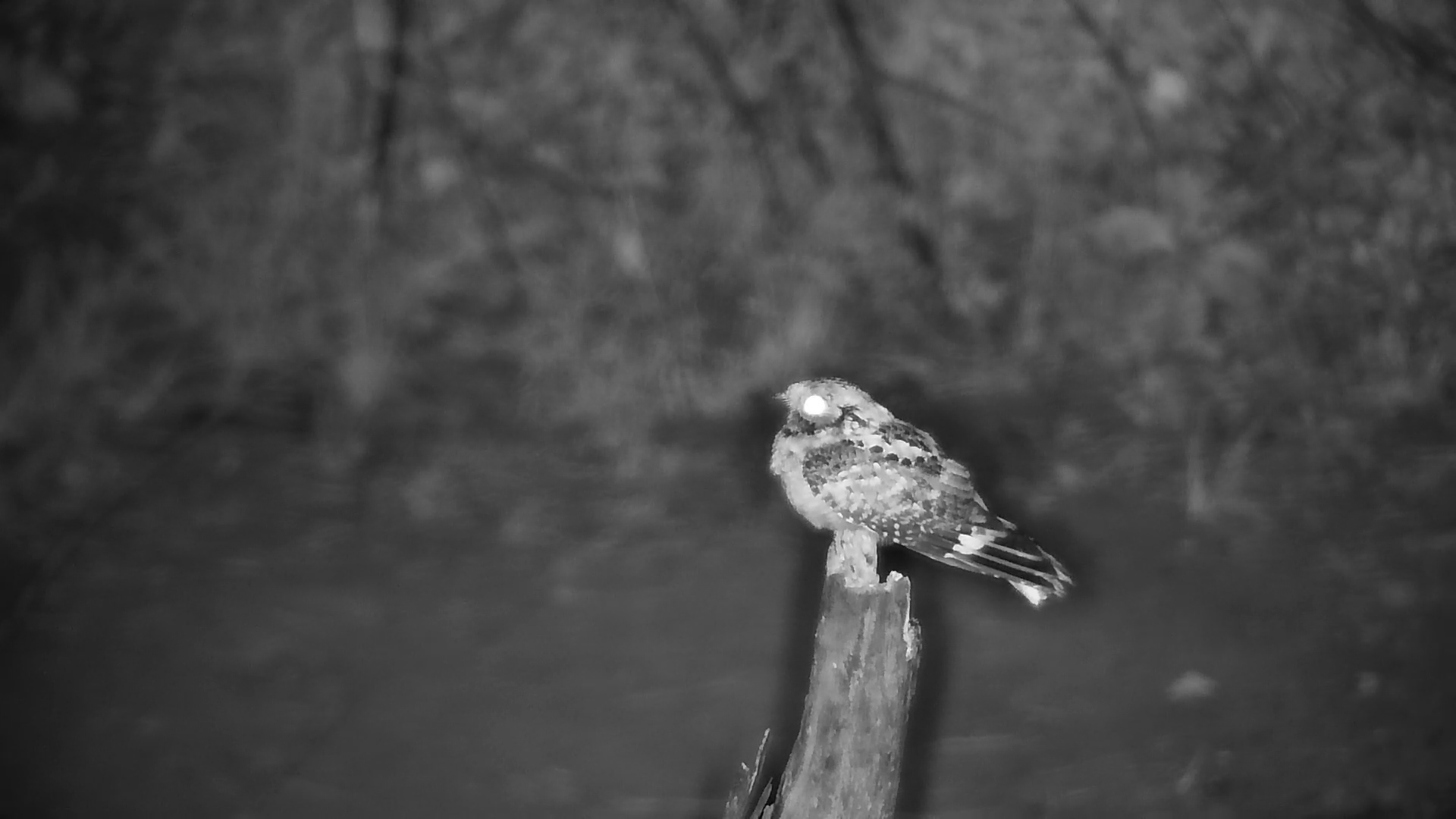 Nightjar Perches on Dead Branch