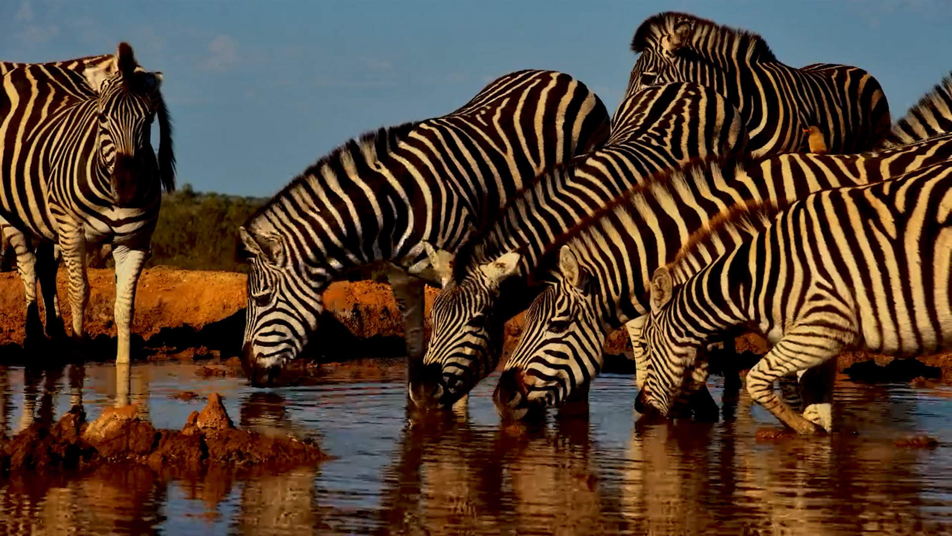 Zebras Drink at Founders Waterhole