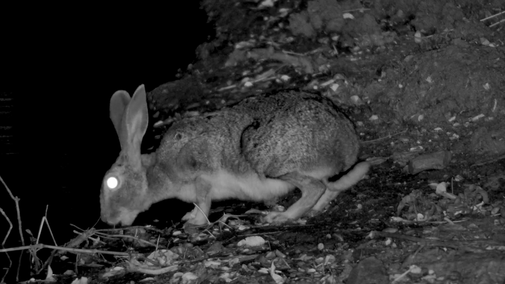 Tick Trouble: Scrub Hare Drinks with an Unwanted Passenger