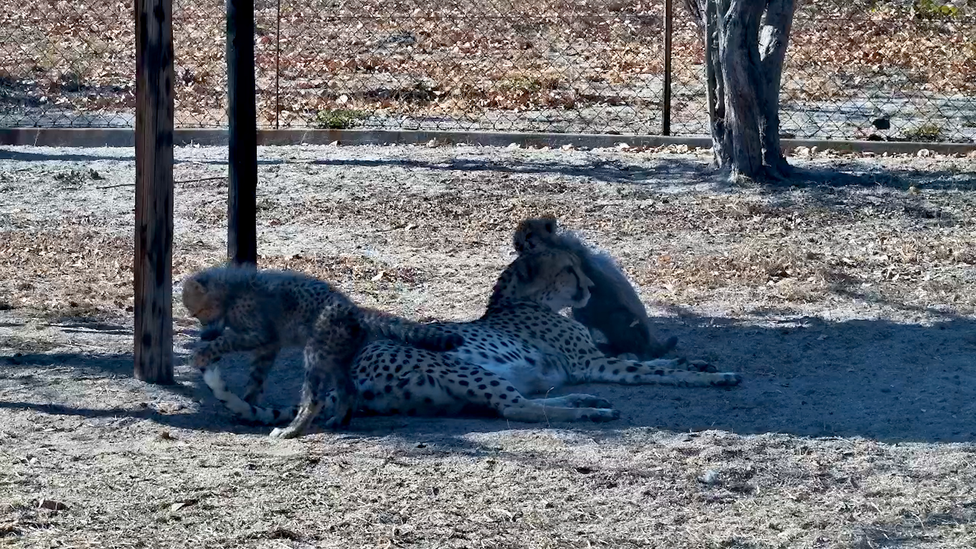 Playful Cheetah Cub Pounces on Mum’s Tail