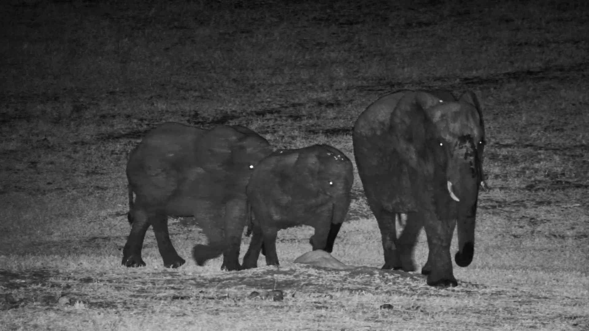 Elephant Family Drinks Together at Hwange Safari Lodge