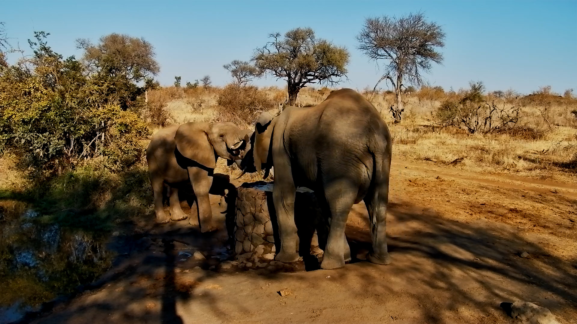 Two Elephants Sip from Naledi’s Well