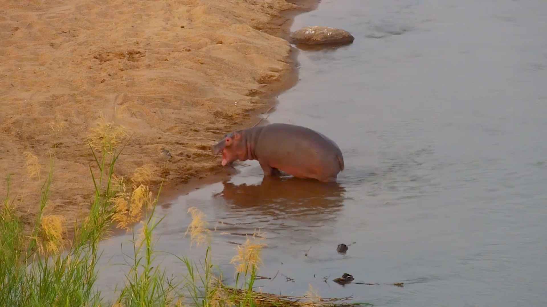 Little Hippo Explores the Riverbank