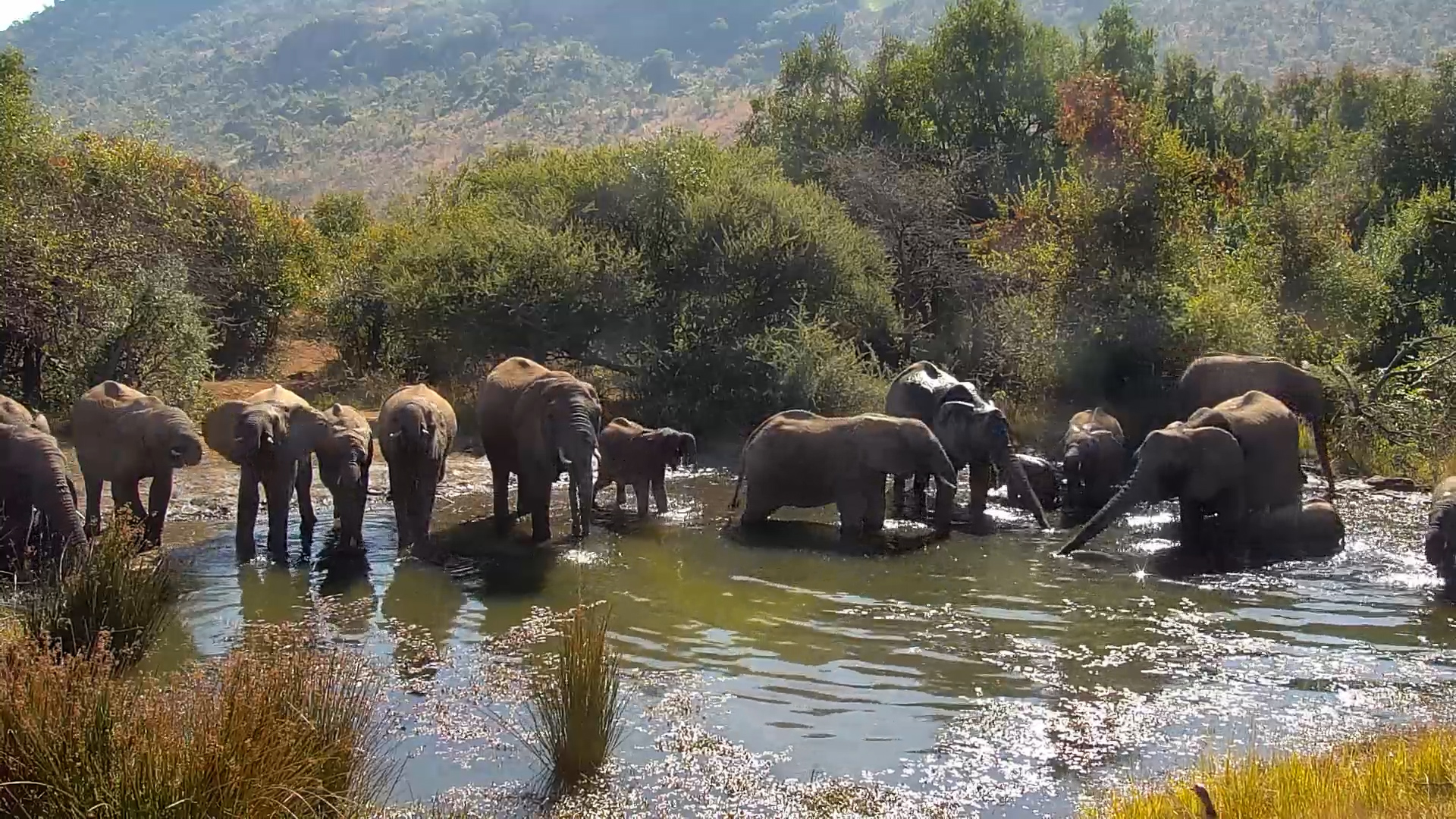 Huge Elephant Herd Rushes to Drink