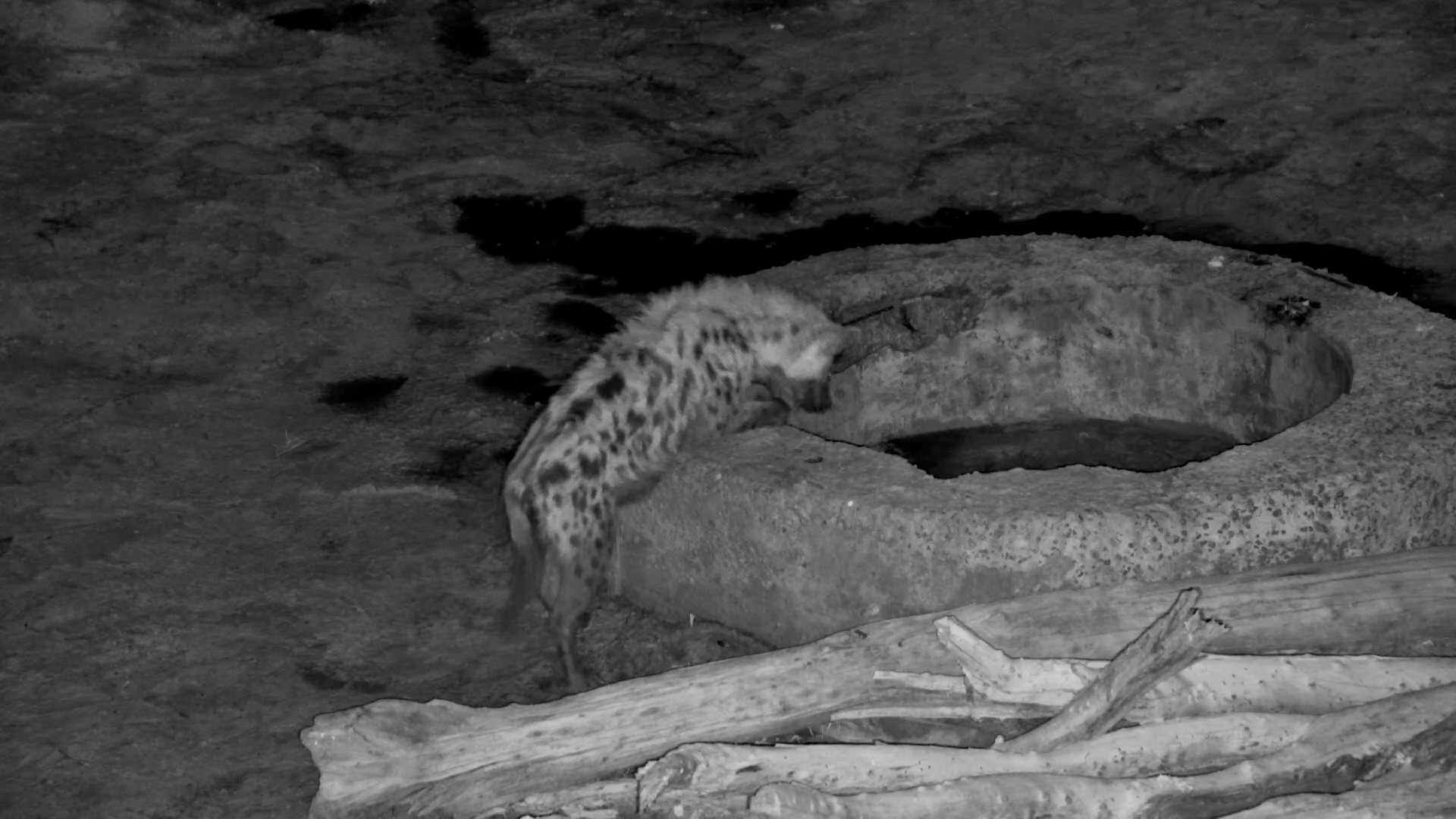 Lone Spotted Hyena Struggles at the Well