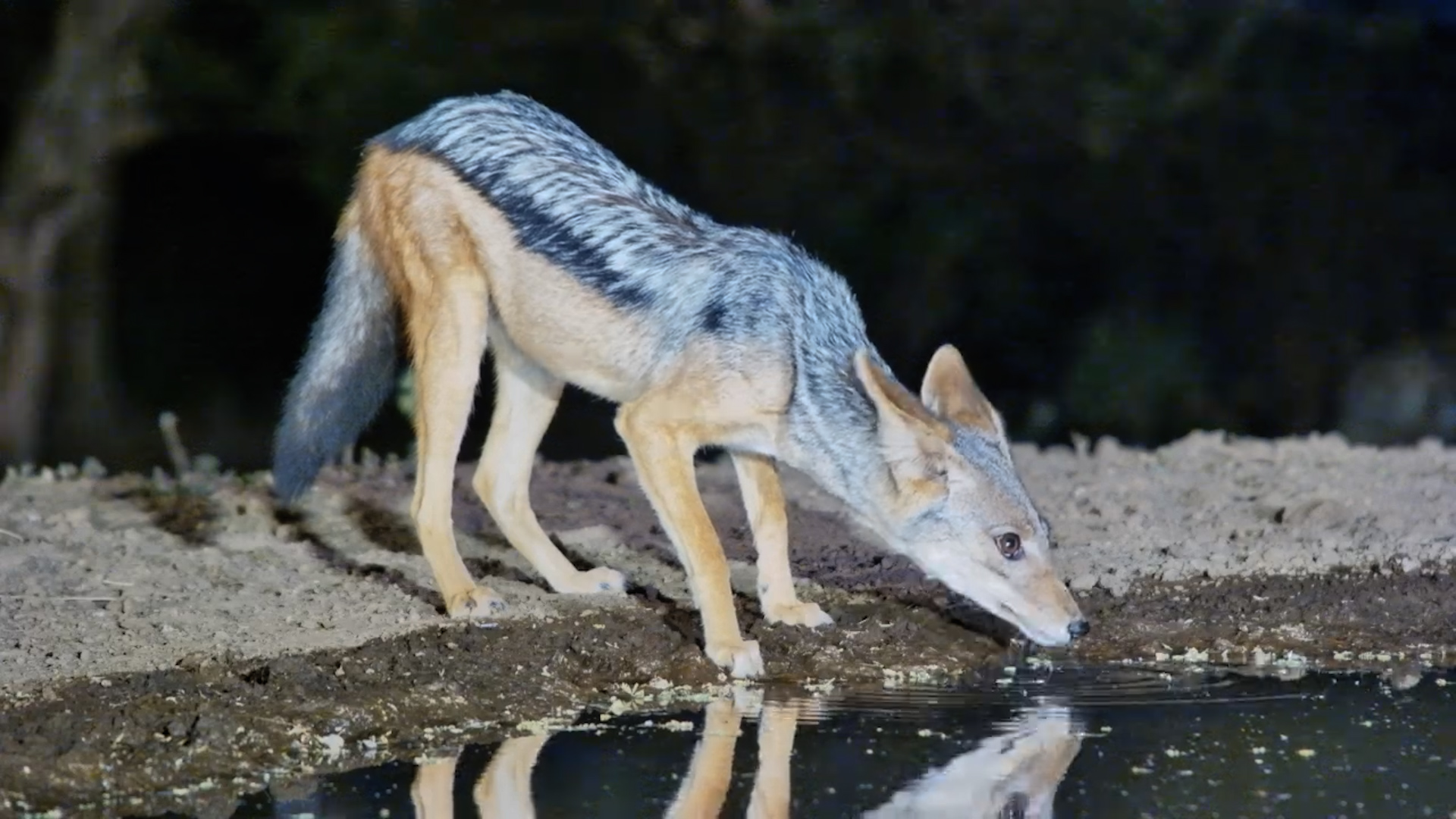 Cautious Black-Backed Jackal’s Quiet Drink