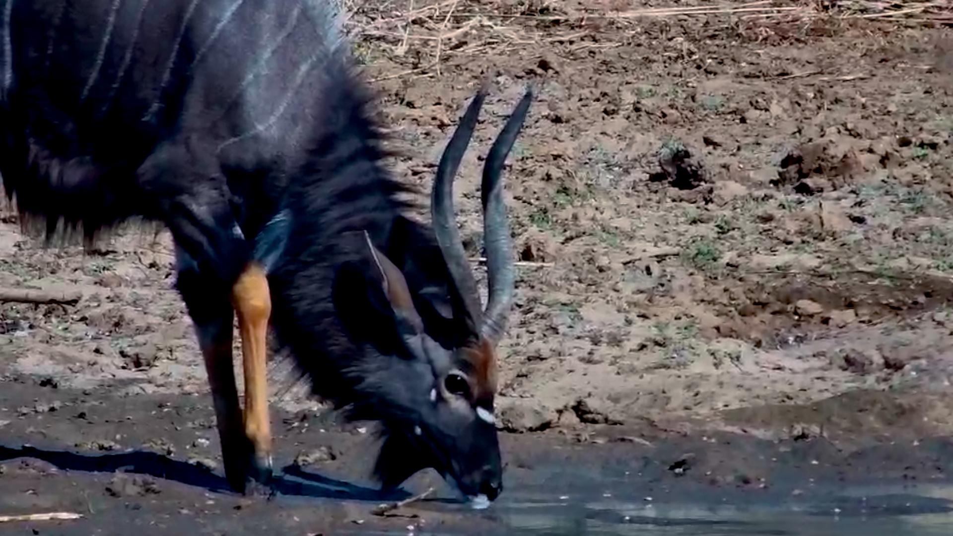 Majestic Nyala Ram Takes a Quiet Drink at Jabulani