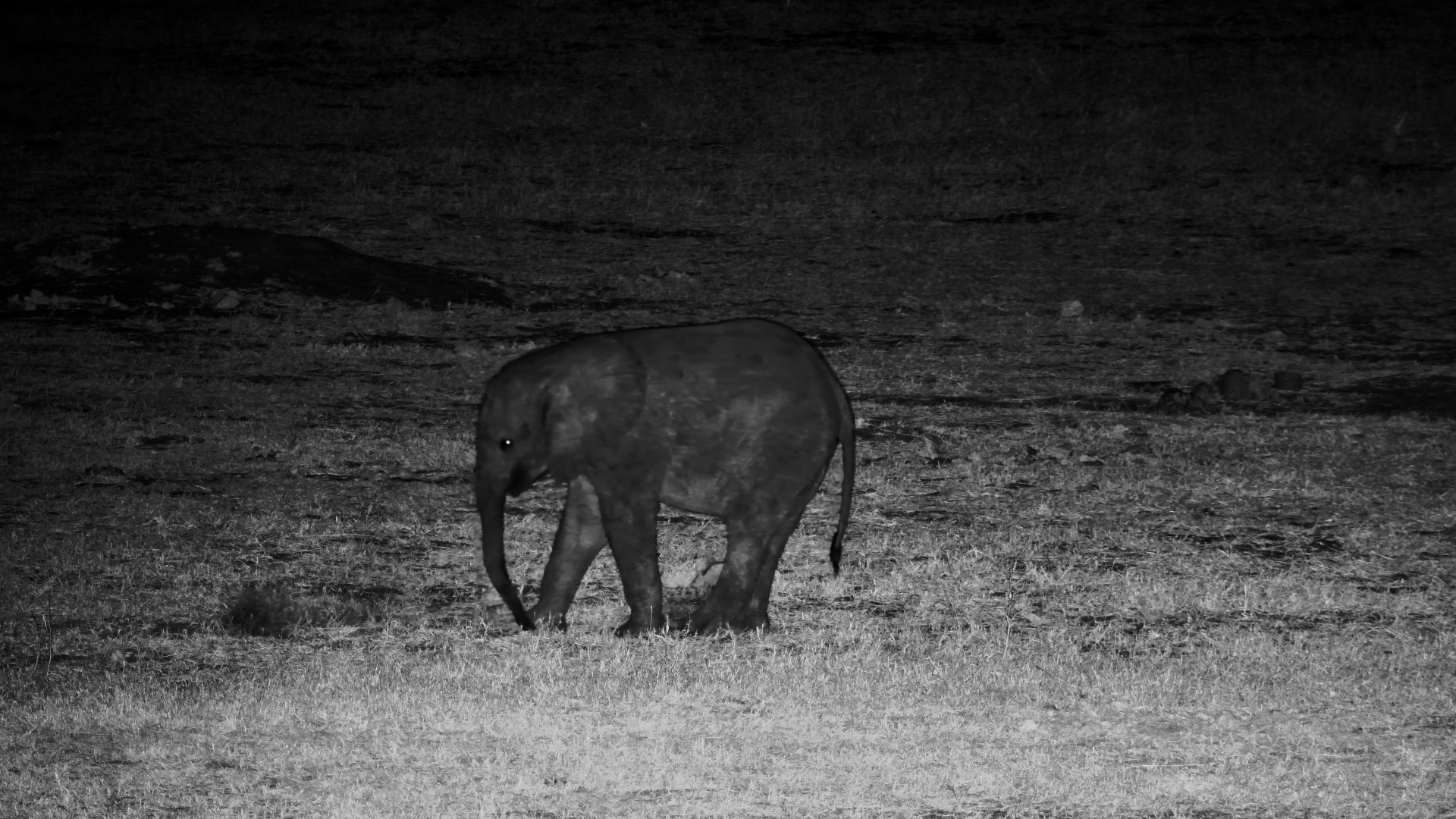 Elephants’ Midnight Salt Block Party