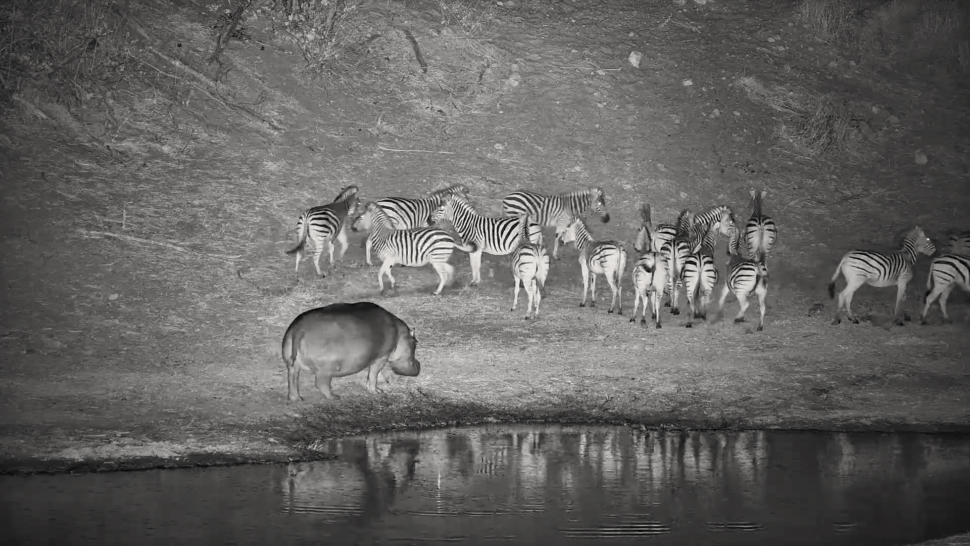 Zebras Drink and Hippo Climbs the Bank
