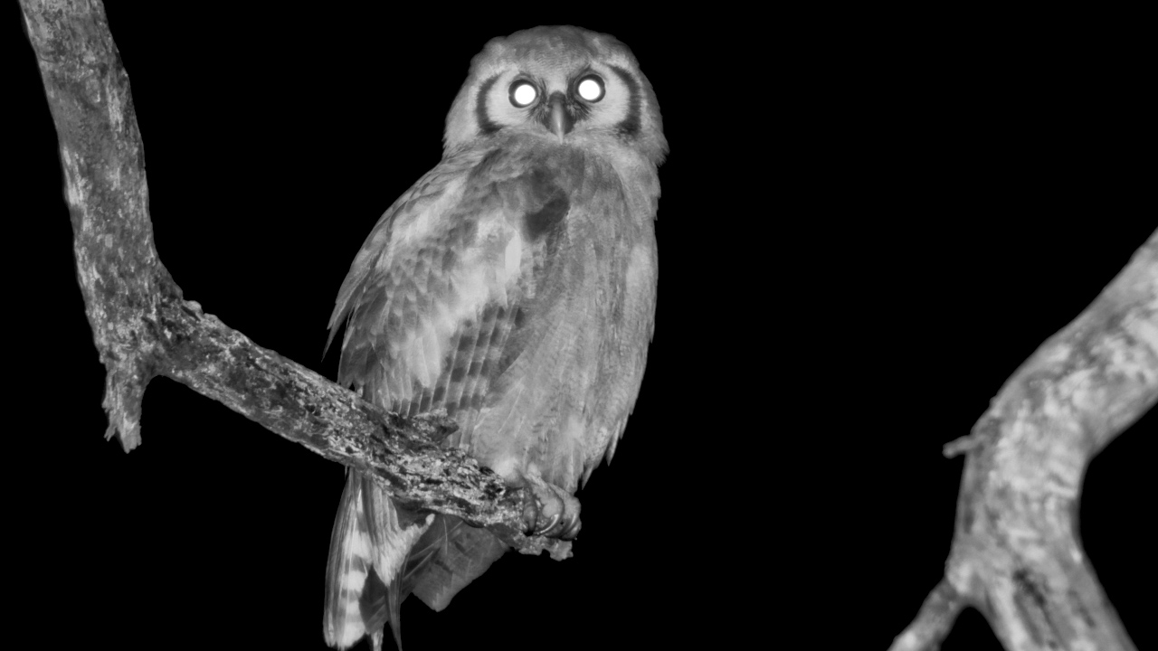 Verreaux’s Eagle Owl Watches Over Kings Camp