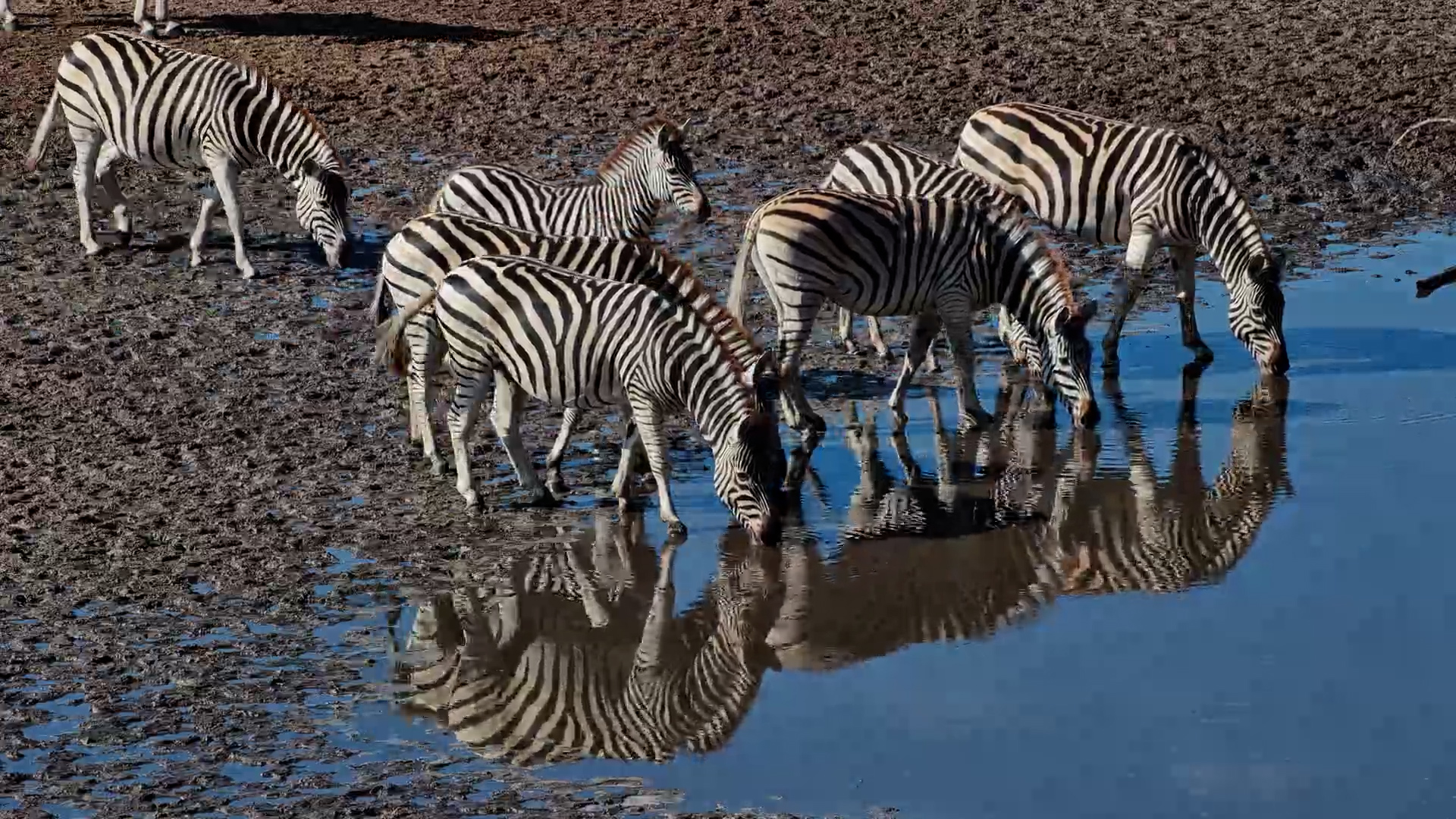 Thirsty Zebras Gather at Moela