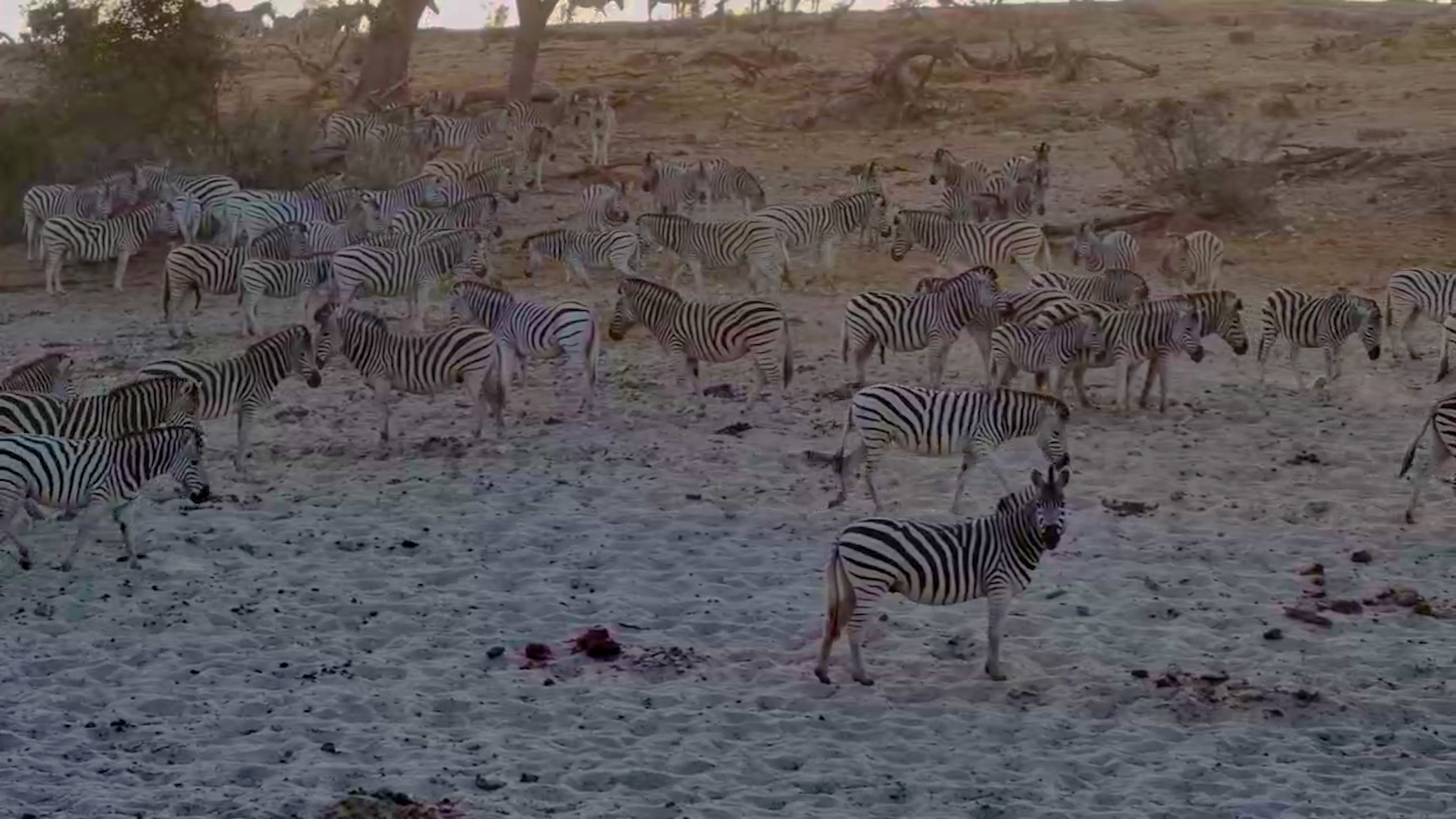 Zebra Migration Madness at Meno a Kwena