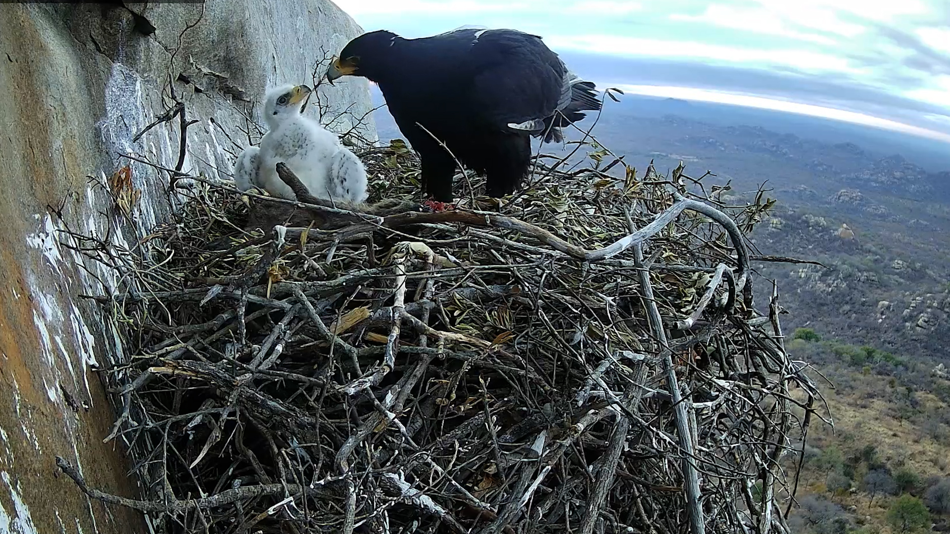 Verreaux’s Eagle Serves Breakfast to Hungry Chick