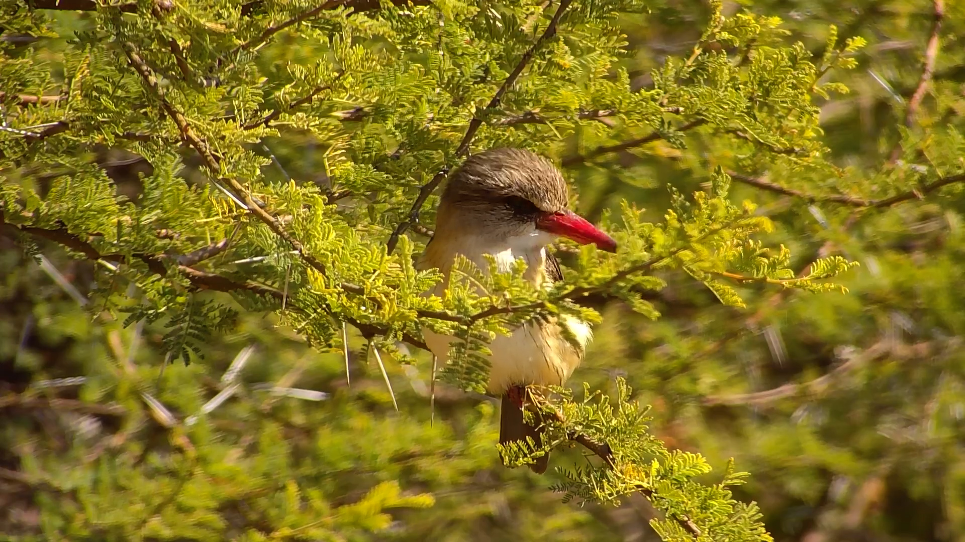 Brown-hooded Kingfisher Poses at Kwa Maritane