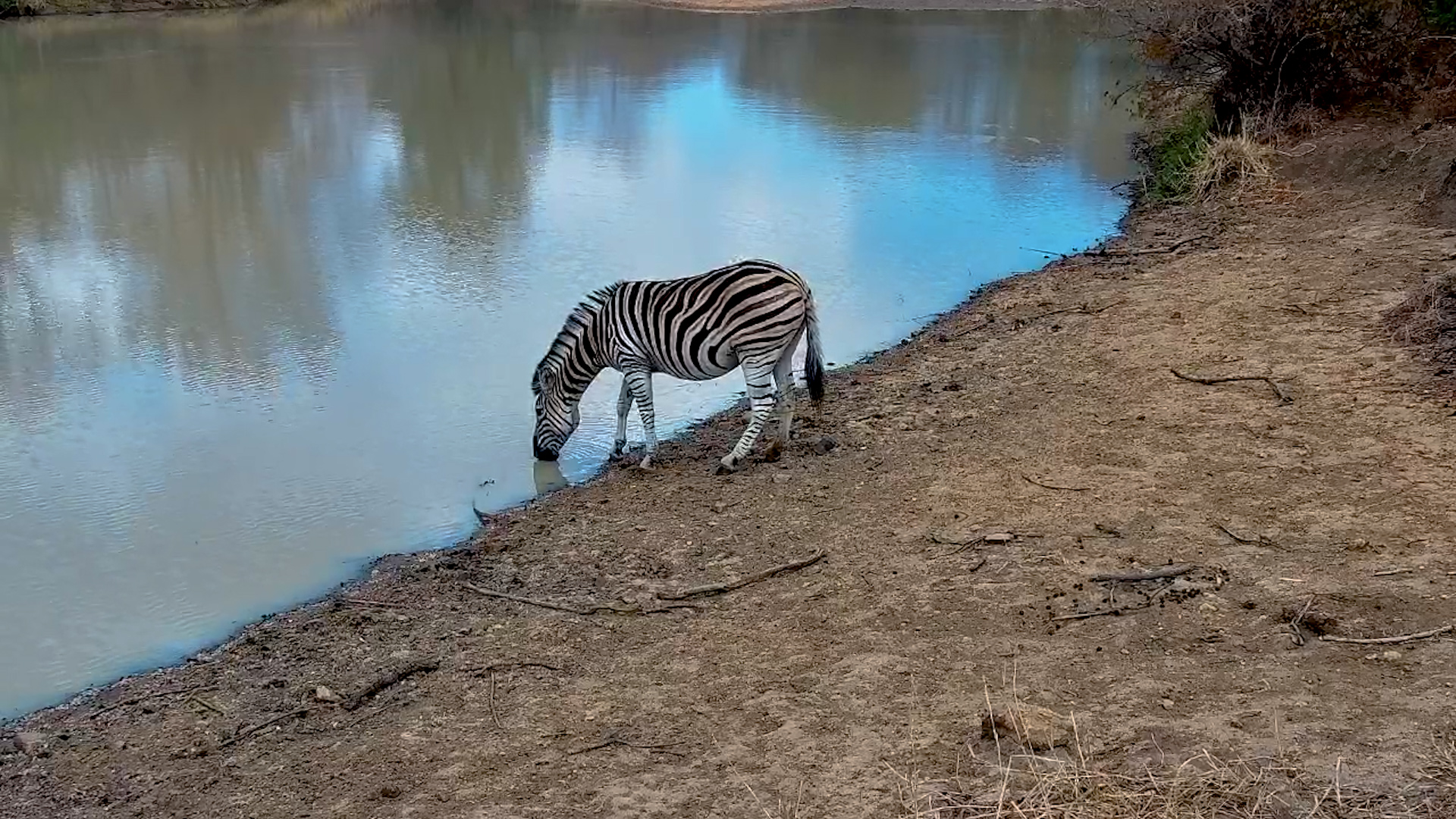 Nervous Lone Zebra Drinks Cautiously at Jabulani Waterhole