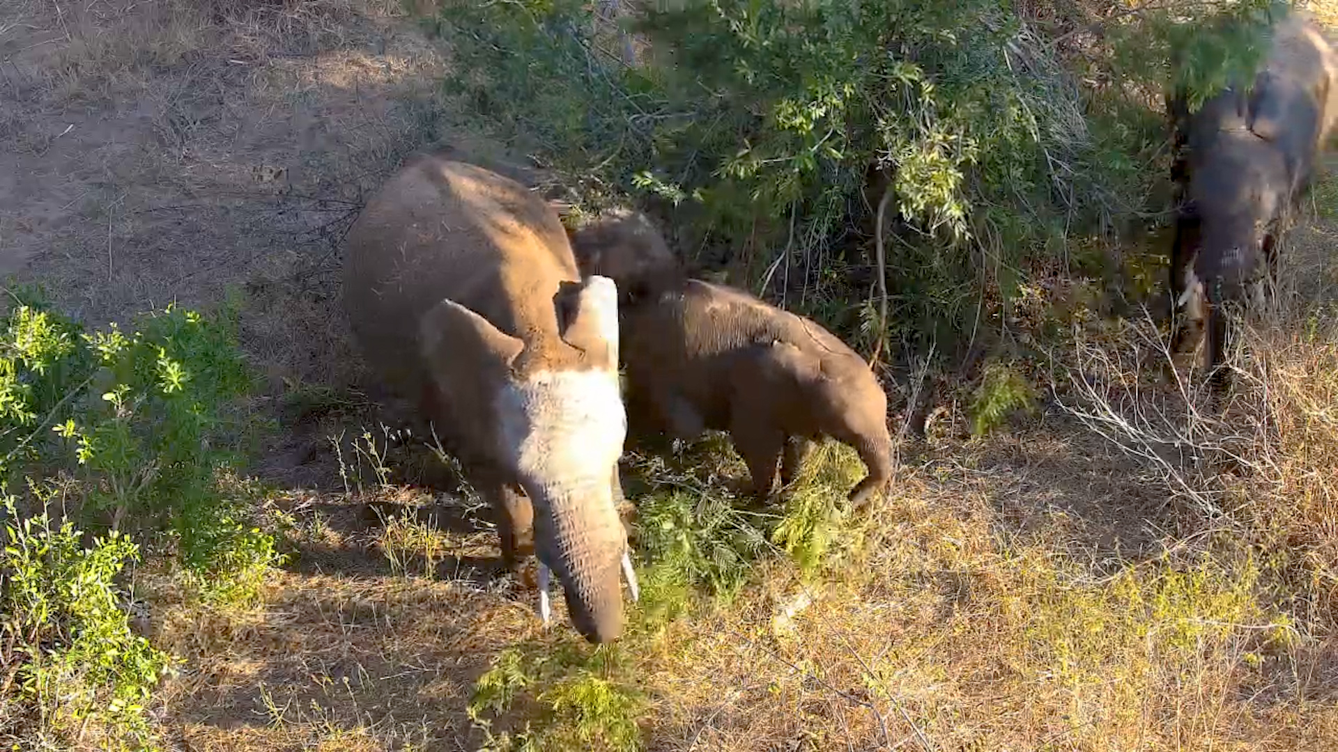 Under the Bridge: Elephant Herd Enjoys A Meal