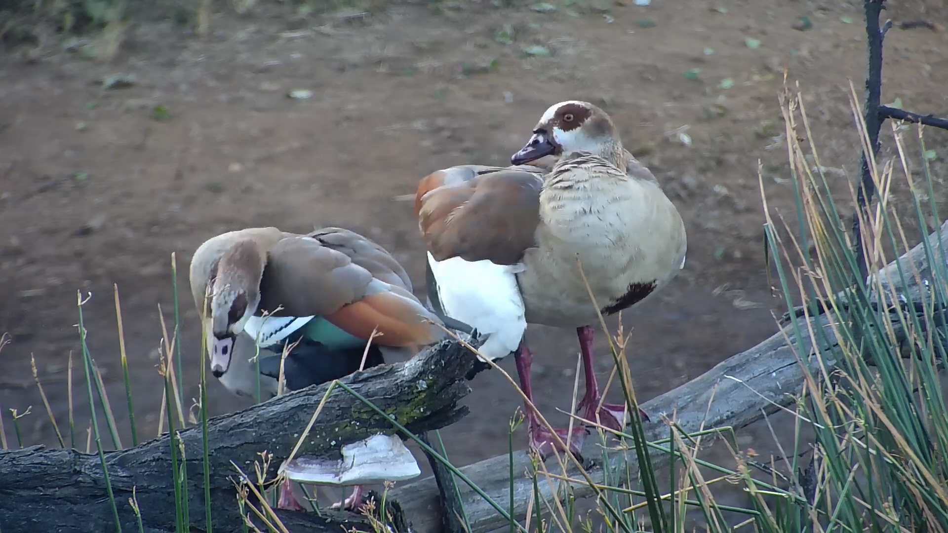 Egyptian Geese Pair Preen Together