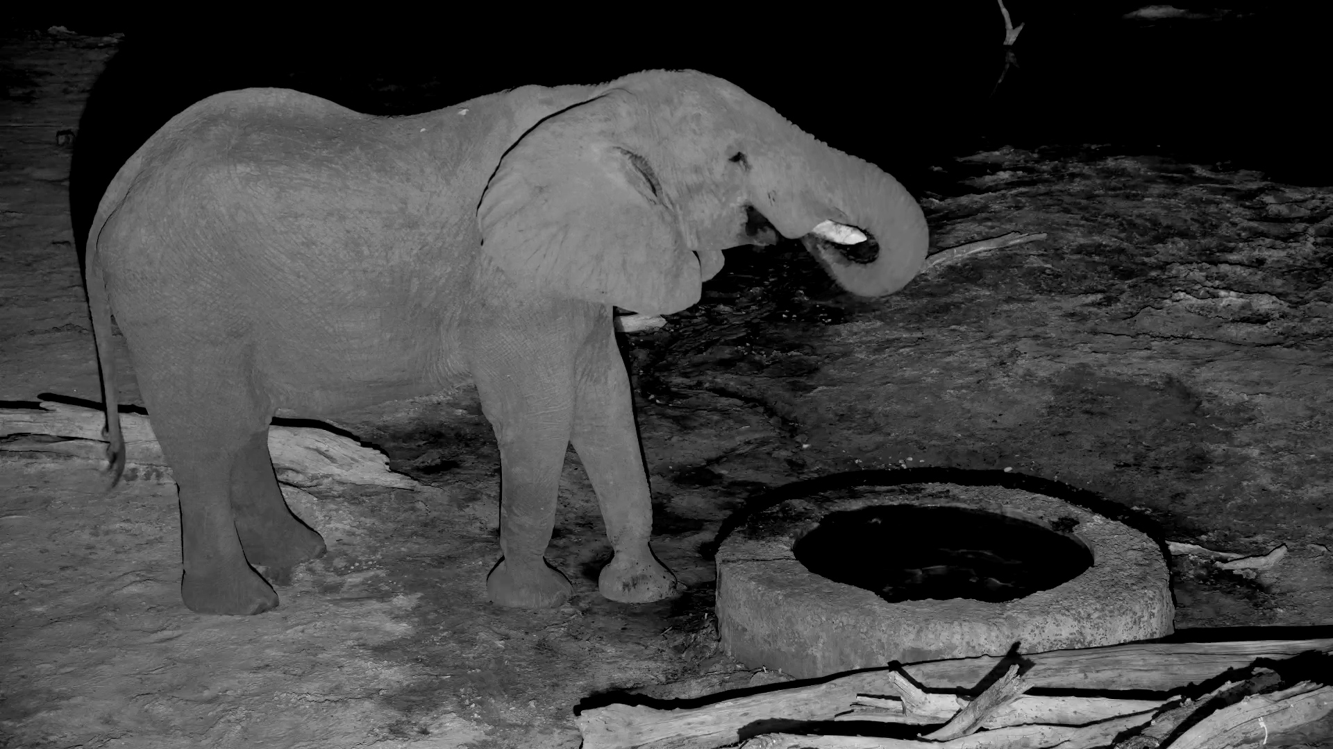 Elephant Enjoys a Peaceful Drink in Botswana