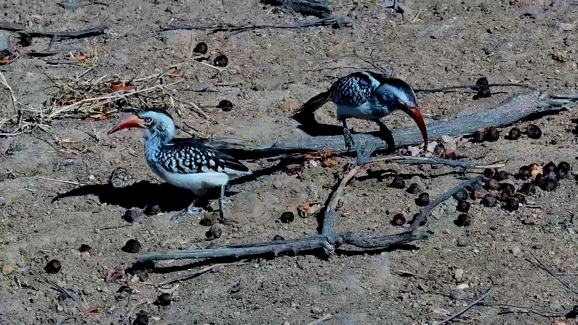 Red-Billed Hornbills Dig Into Dung