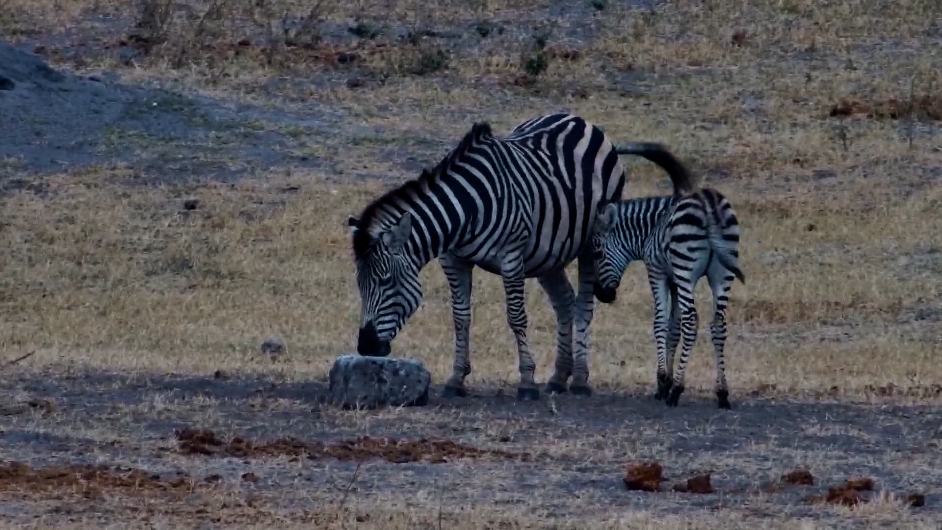 Zebra Mom Licks Salt Block with Foal Close By