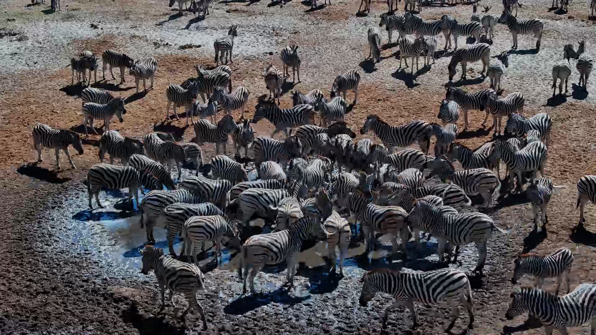 Epic Zebra Migration at Moela