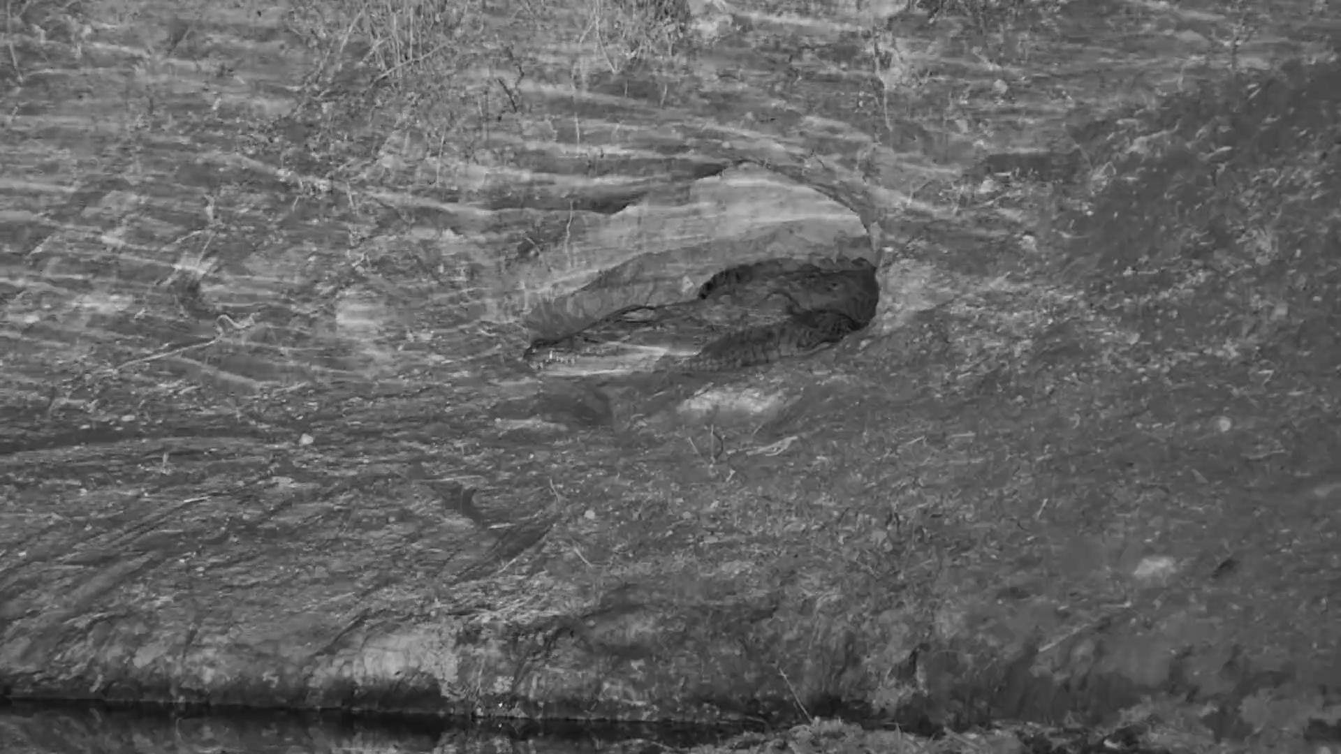 Crocodile Sleeps in Cave as Bats Flutter In and Out