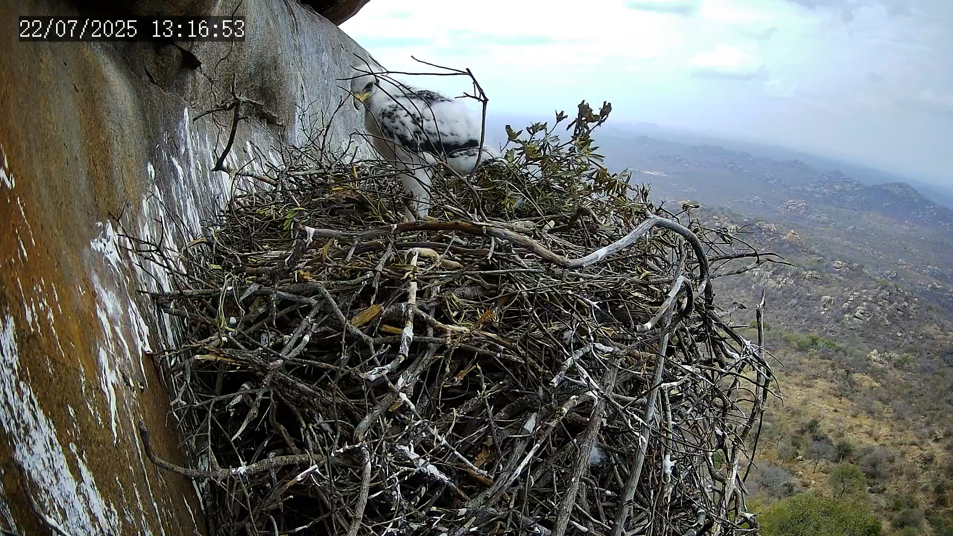 Black Eagle Chick Learns to Feed Itself