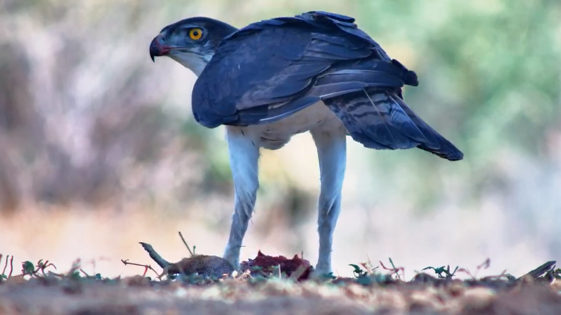 African Hawk Eagle Feasts on Squirrel