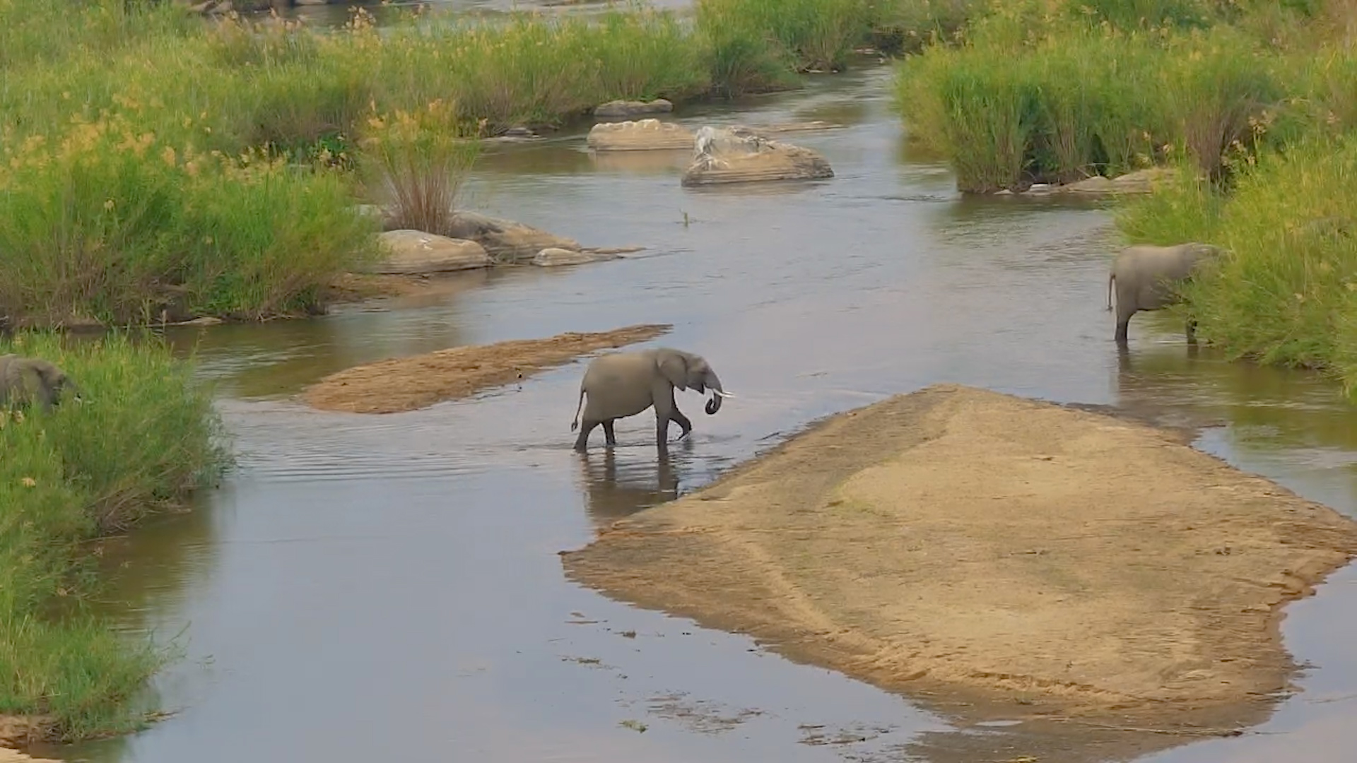 Elephants Gracefully Cross the Sabie River