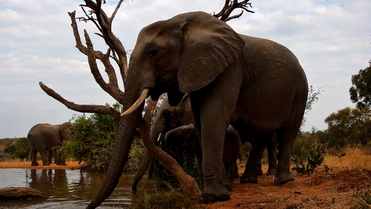 Elephant Herd Arrives for a Refreshing Drink