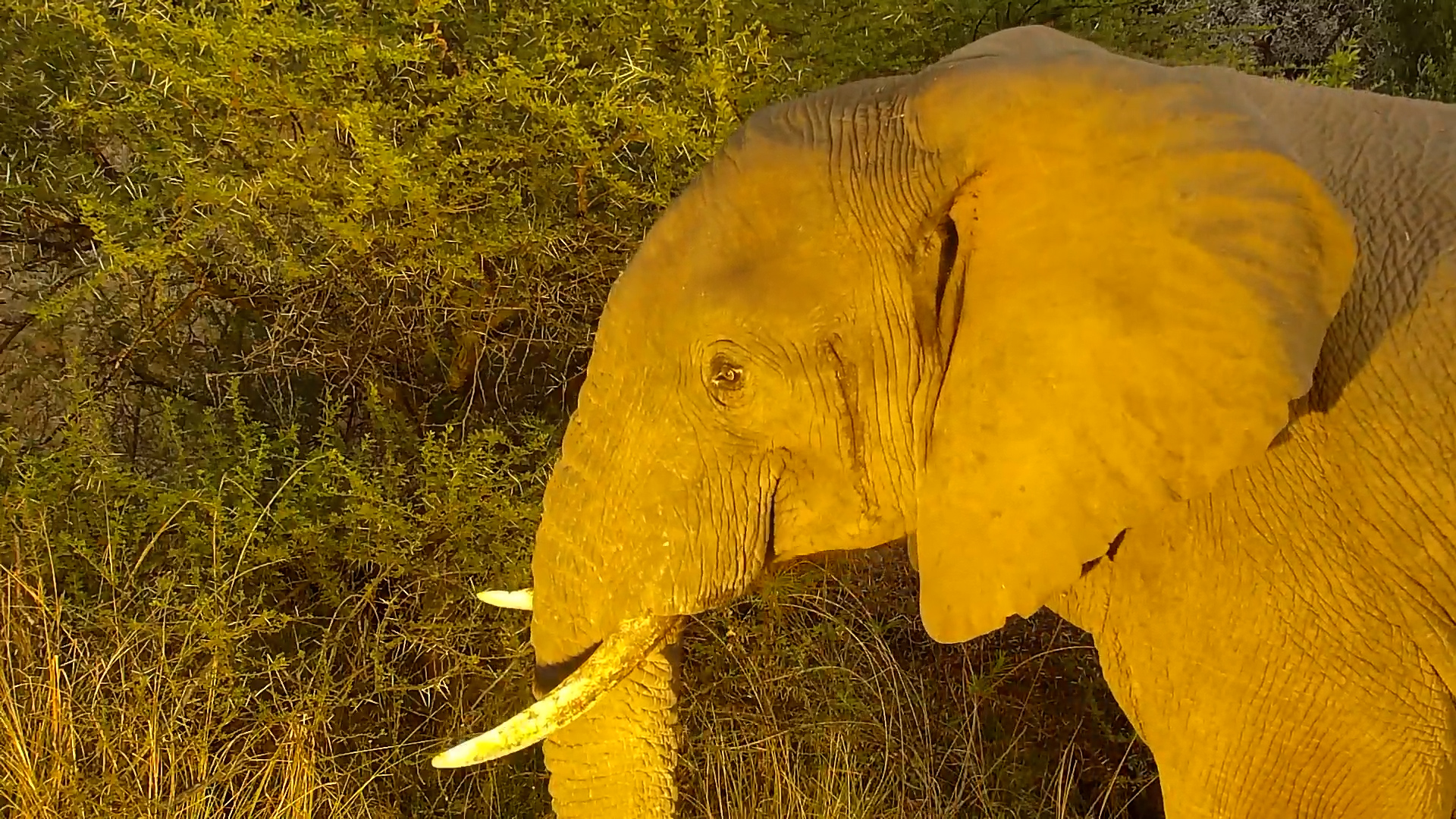 Lone Elephant Grazes Peacefully at Kwa Maritane