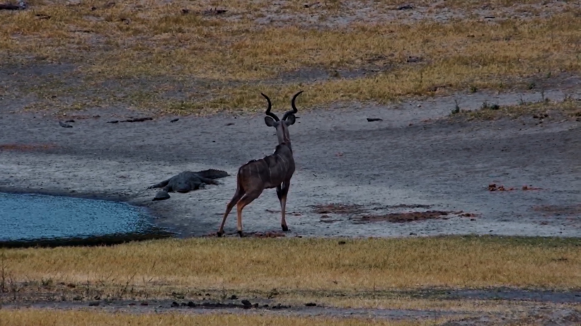 Wary Kudu with Massive Horns Drinks Near Crocodile