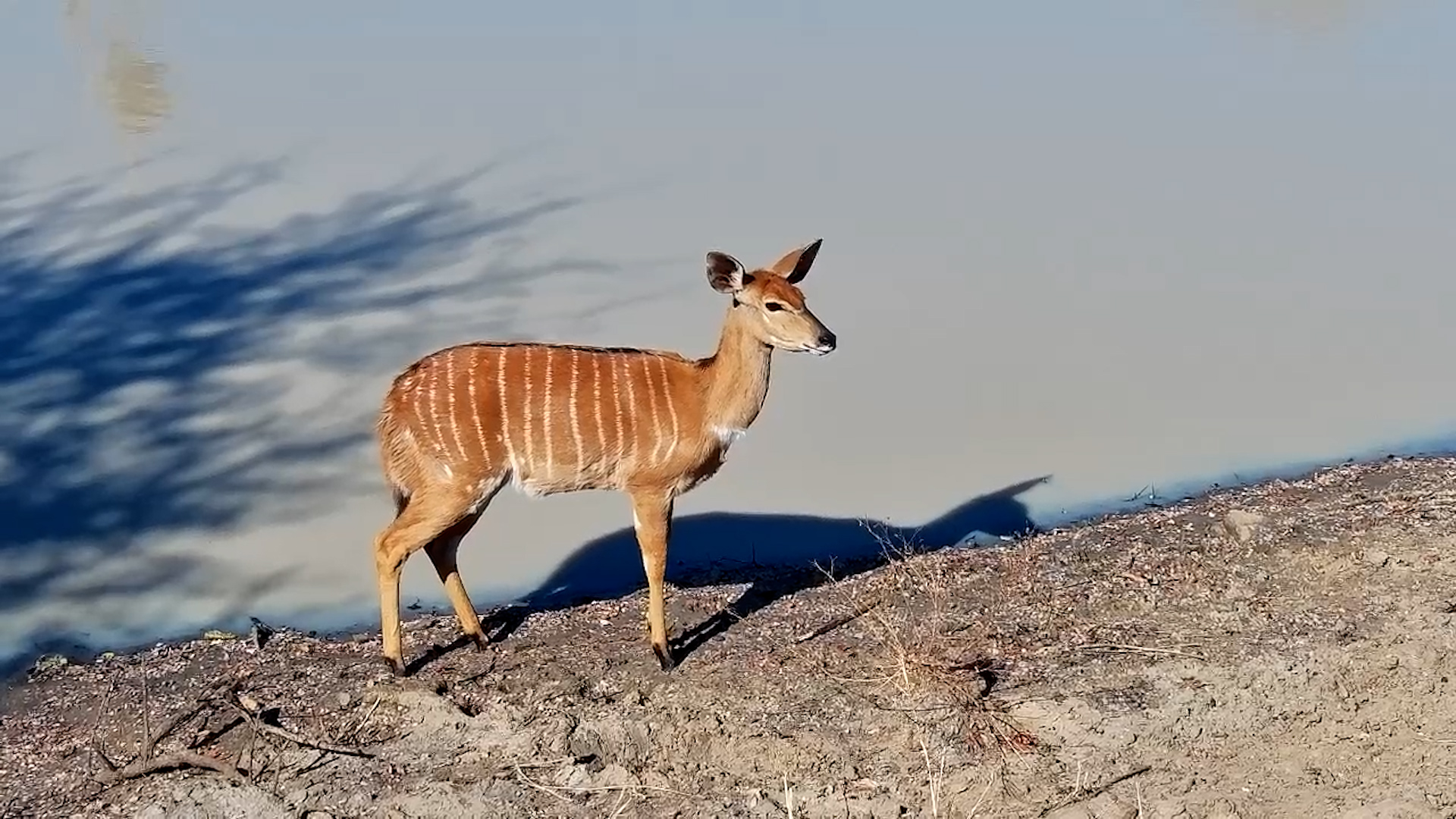 Lone Nyala Ewe Drinks at Jabulani Waterhole