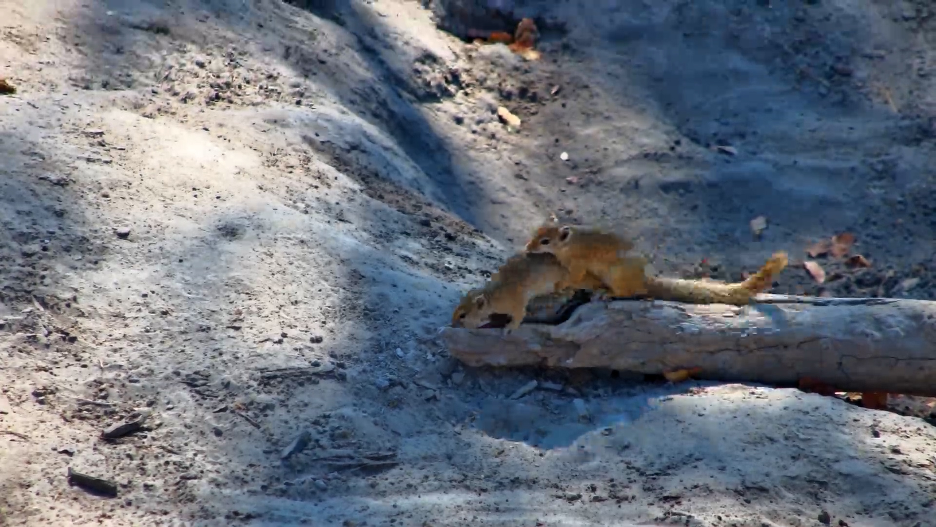 Pair of Tree Squirrels Hanging Out at Elephant Pan