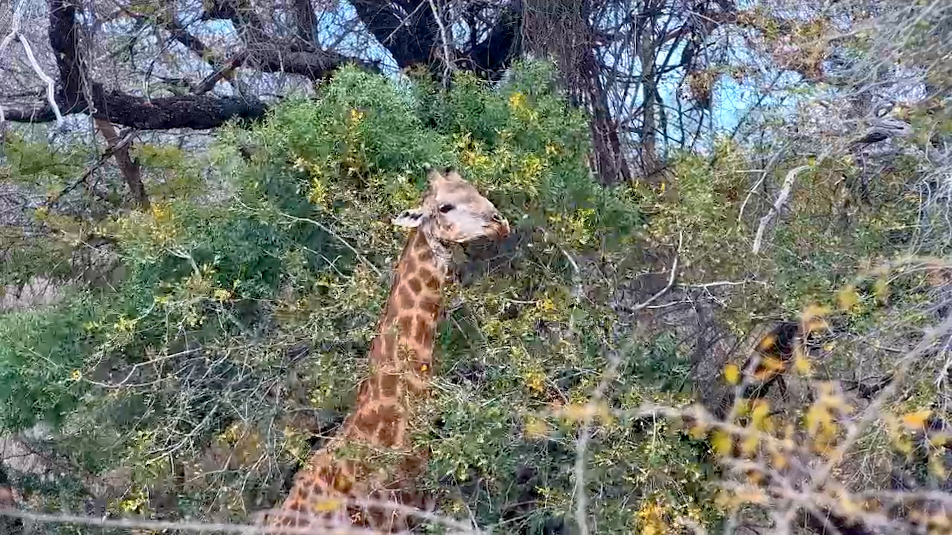 Giraffe Browsing in the Midday Sun