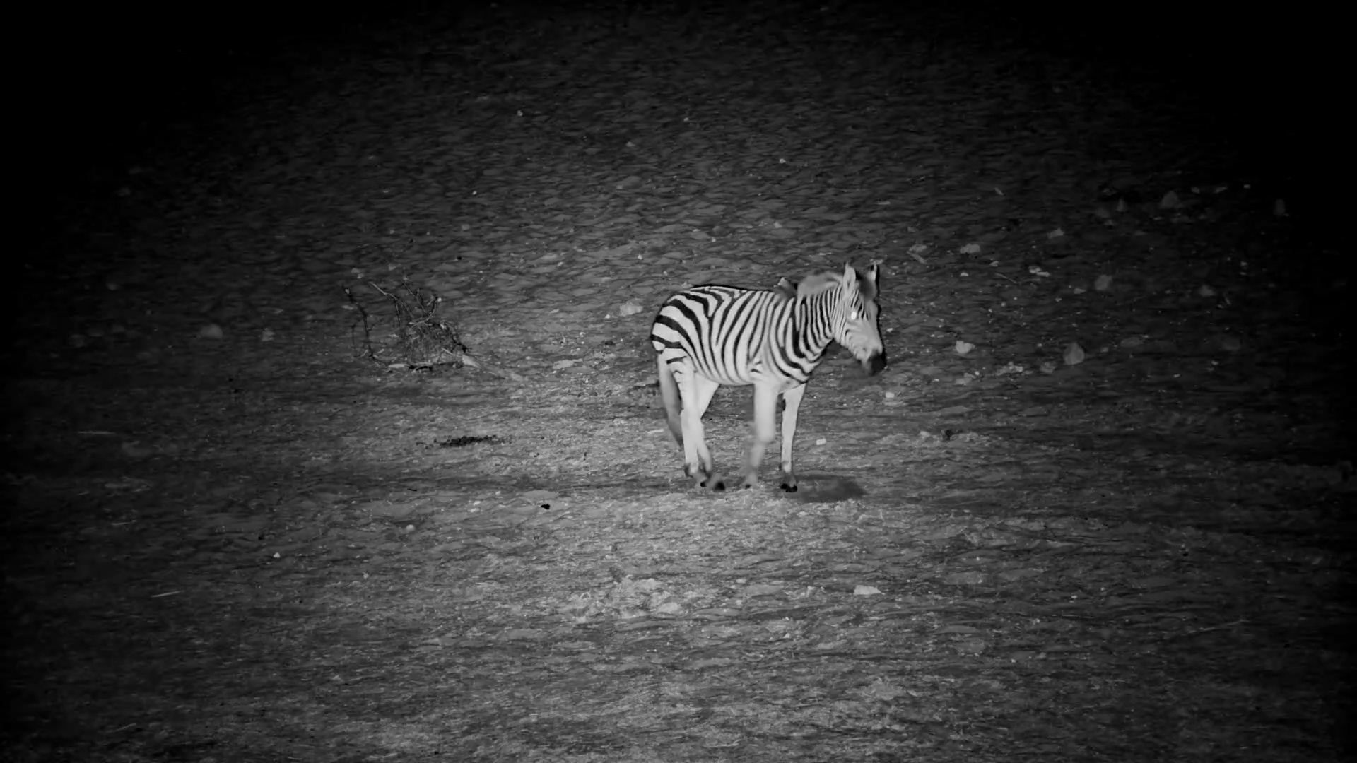 Injured Zebra Tries to Find Its Herd at Night