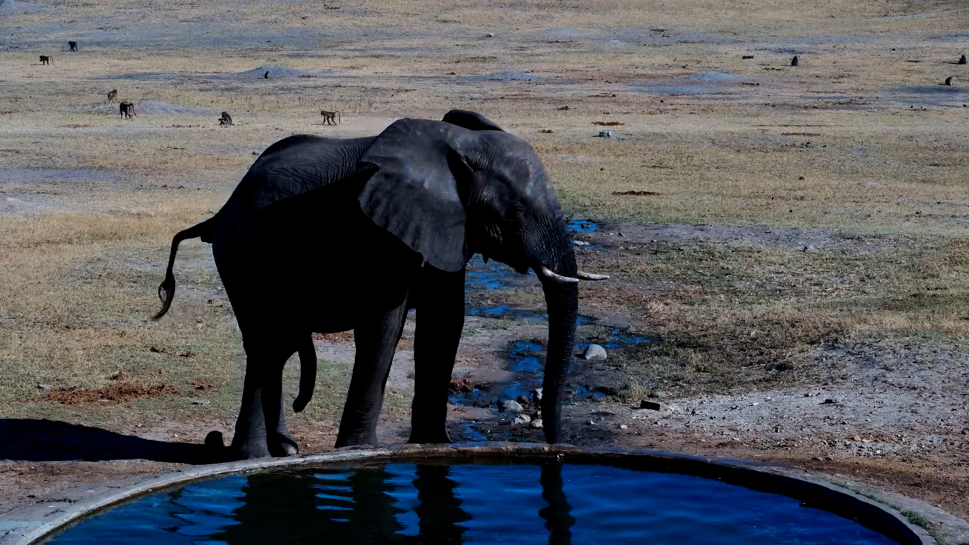 Huge Elephant Bull at Hwange Waterhole